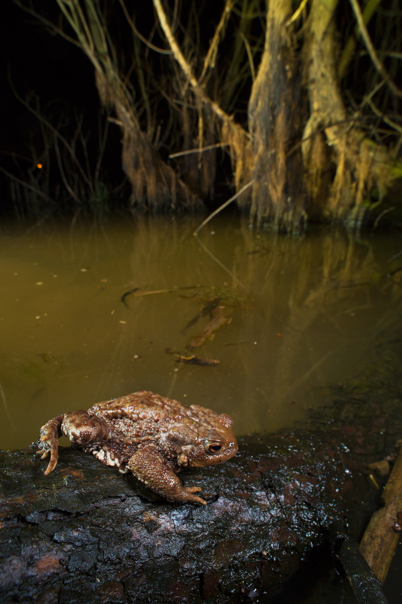 Bufo bufo (rospo comune)