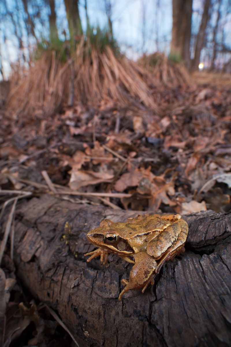 Rana dalmatina (rana agile)