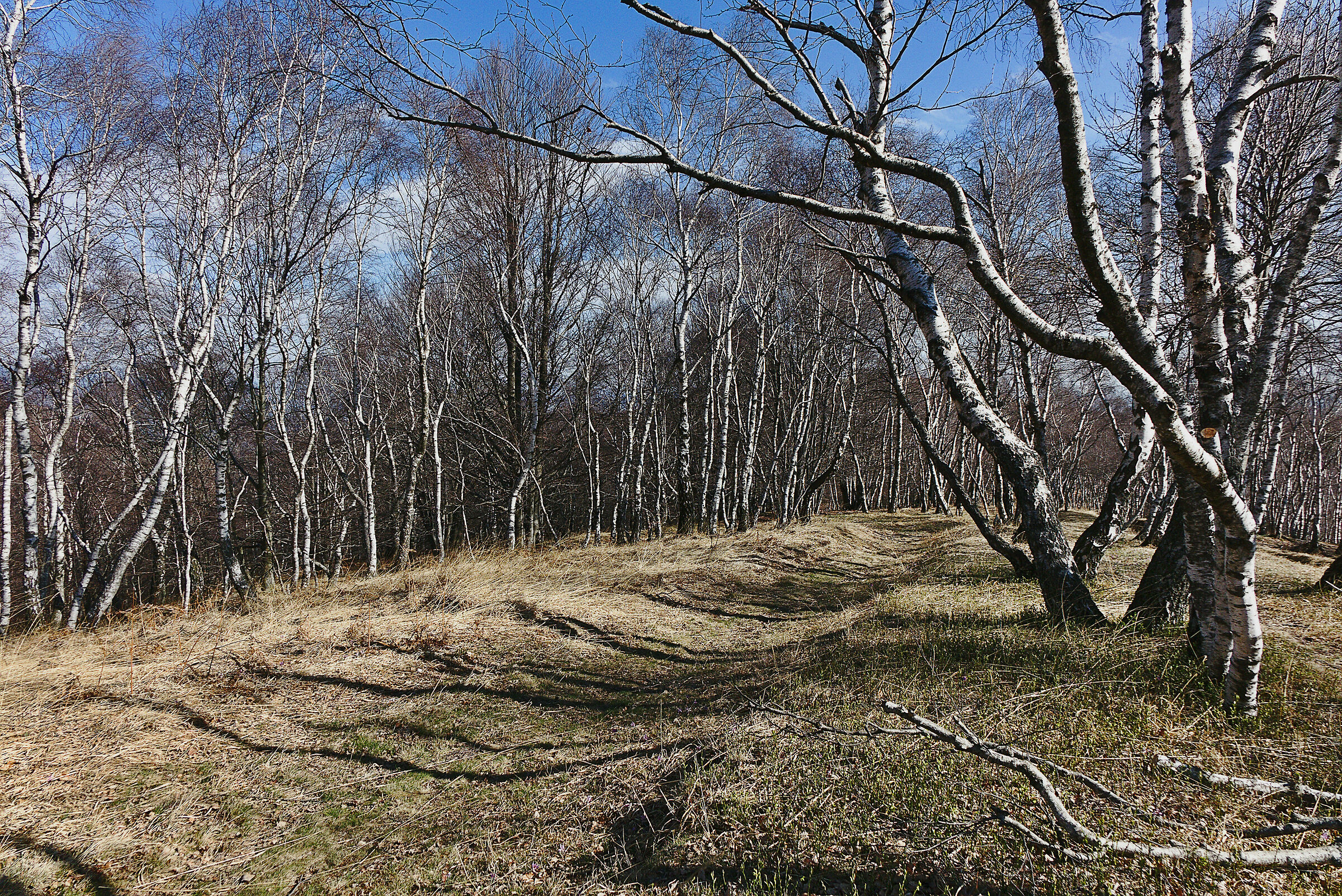 Bosco di betulle
