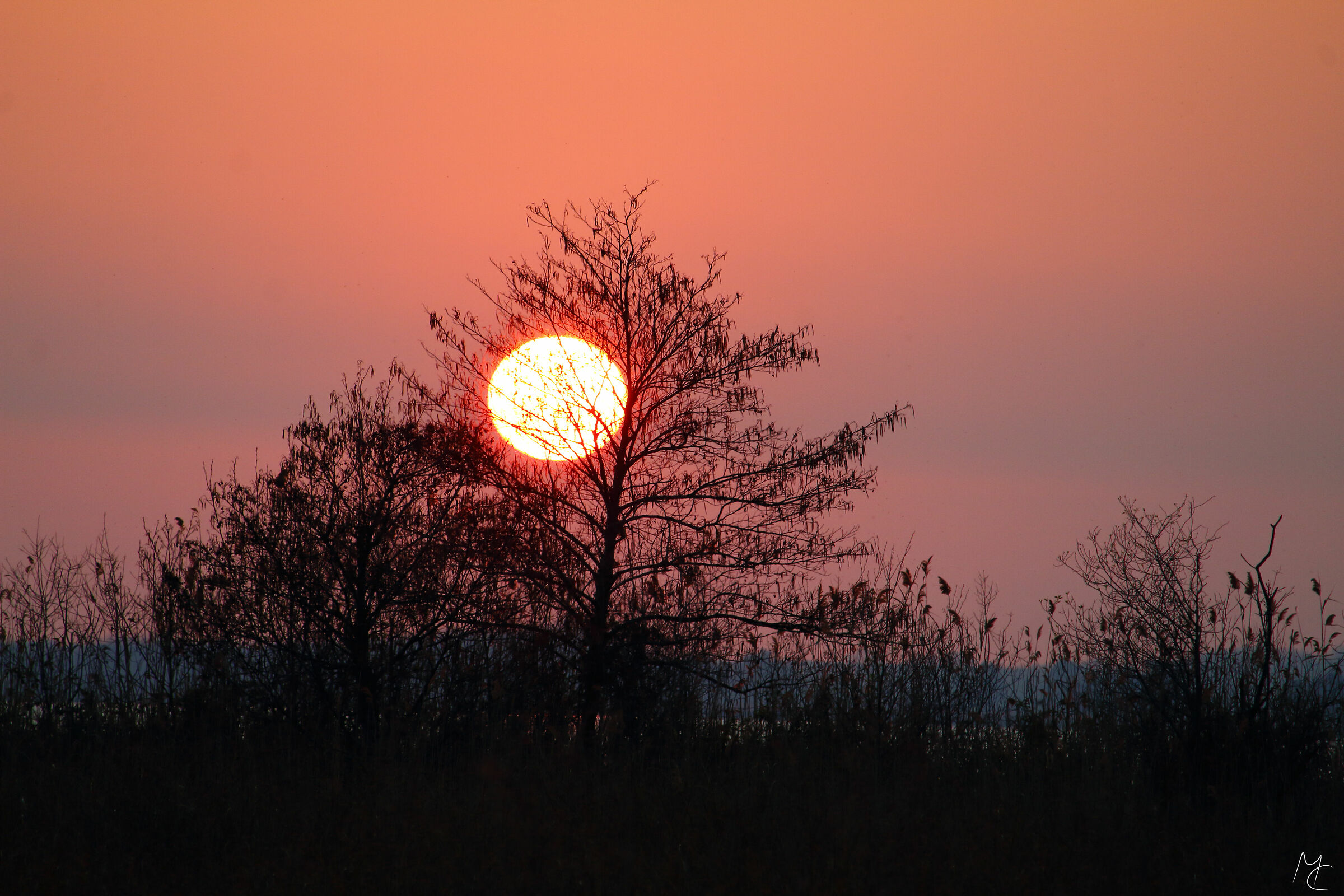 Intrappolato fra i rami