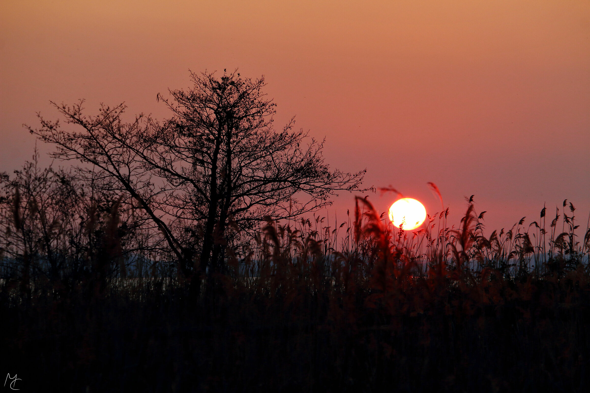 Piante illuminate dal sole