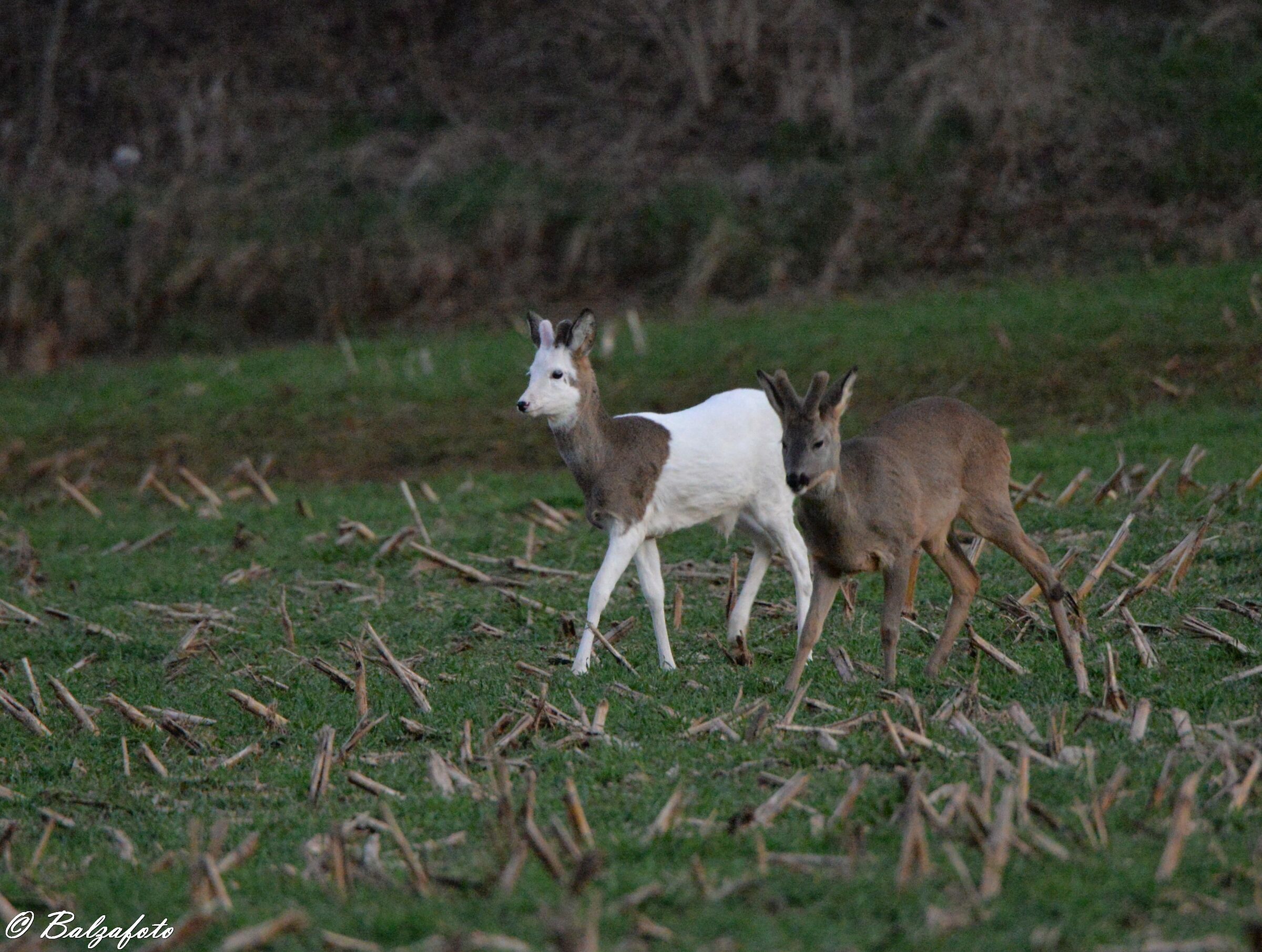 Albino Roe Deer, splendid and rare specimen.