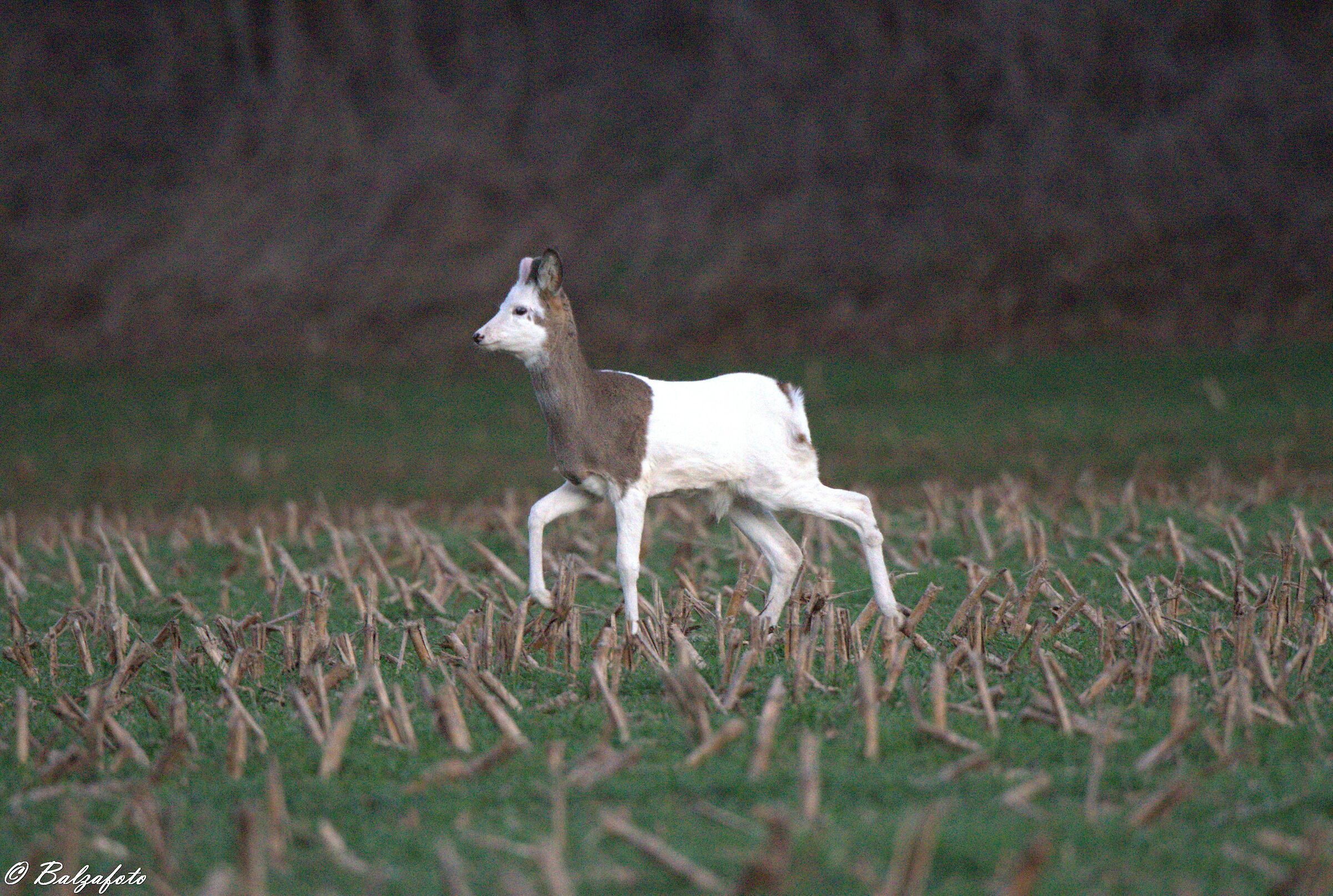 Albino Roe Deer, splendid and rare specimen.
