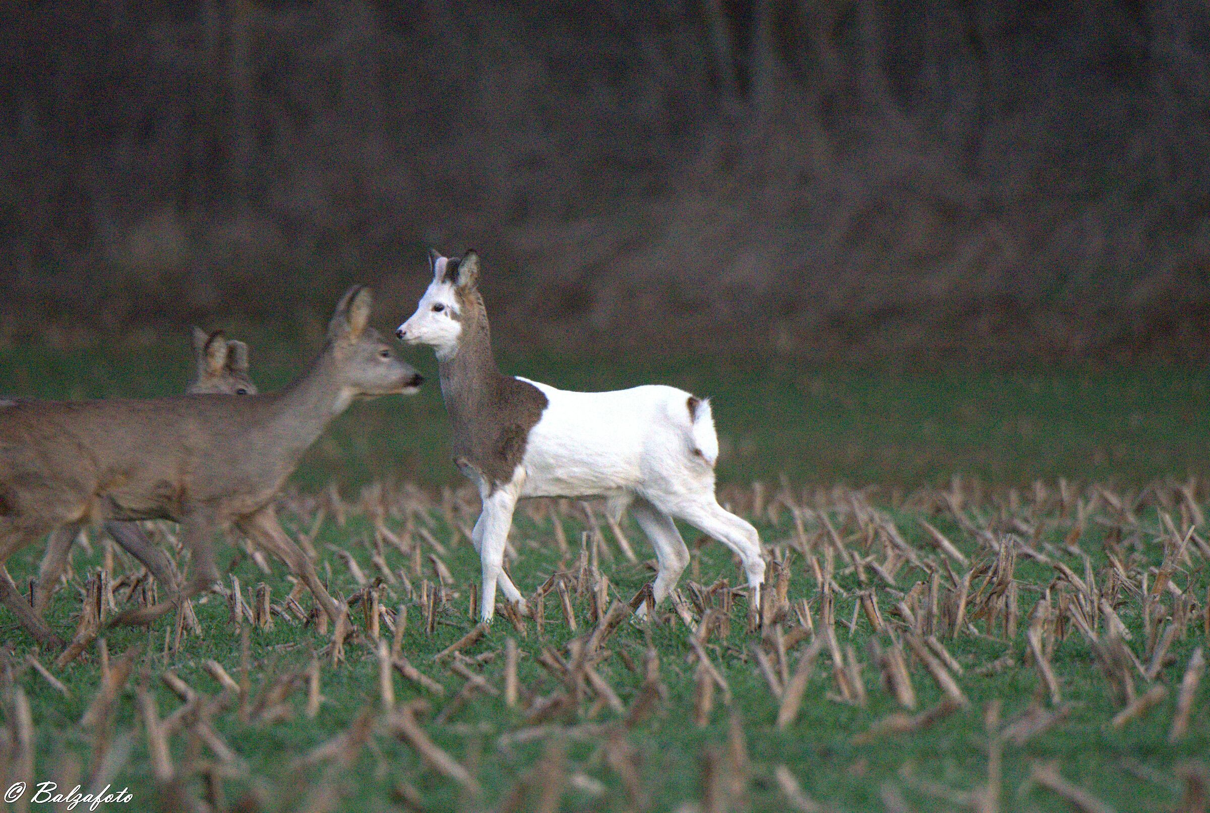 Albino Roe Deer, splendid and rare specimen.
