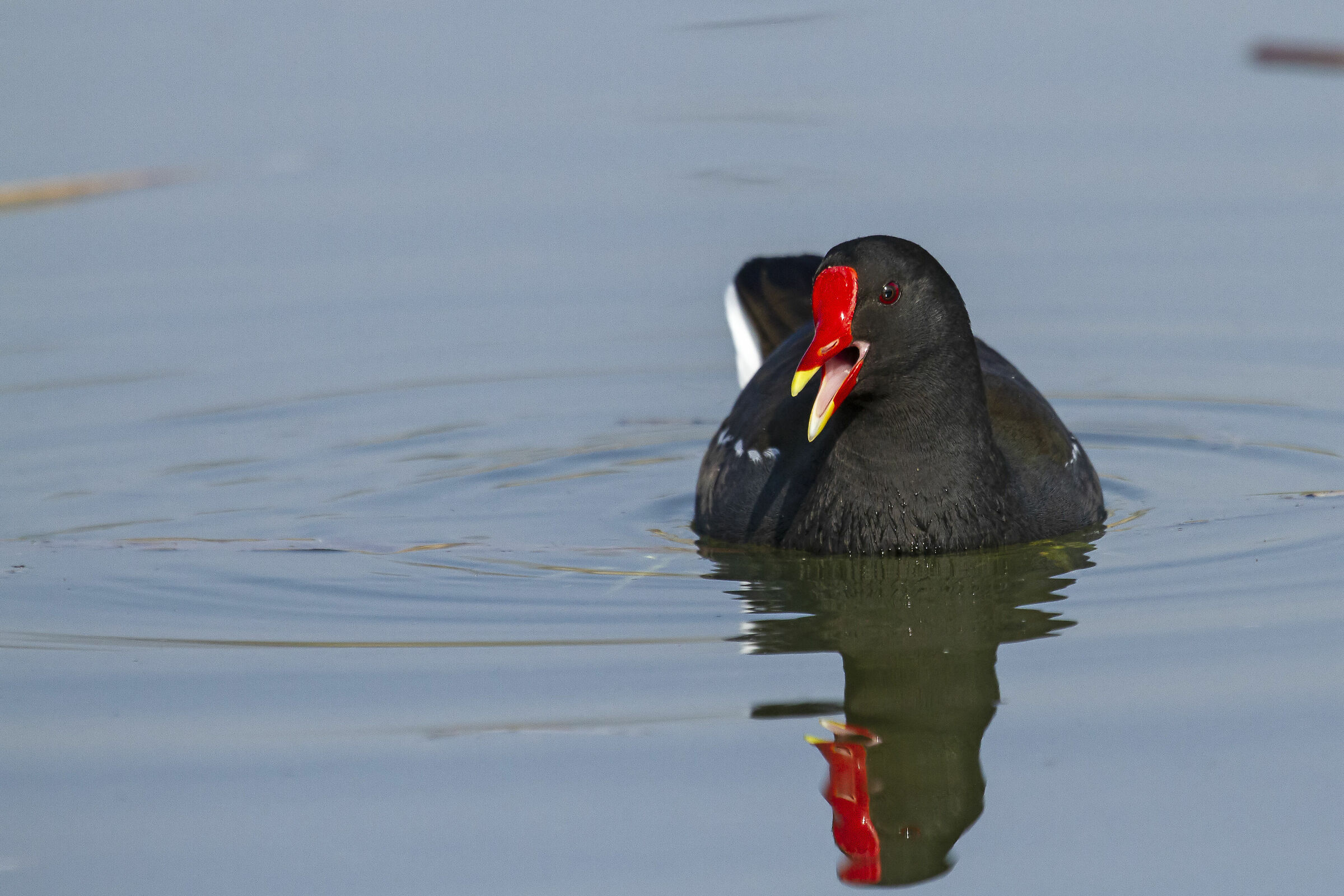 Gallinule