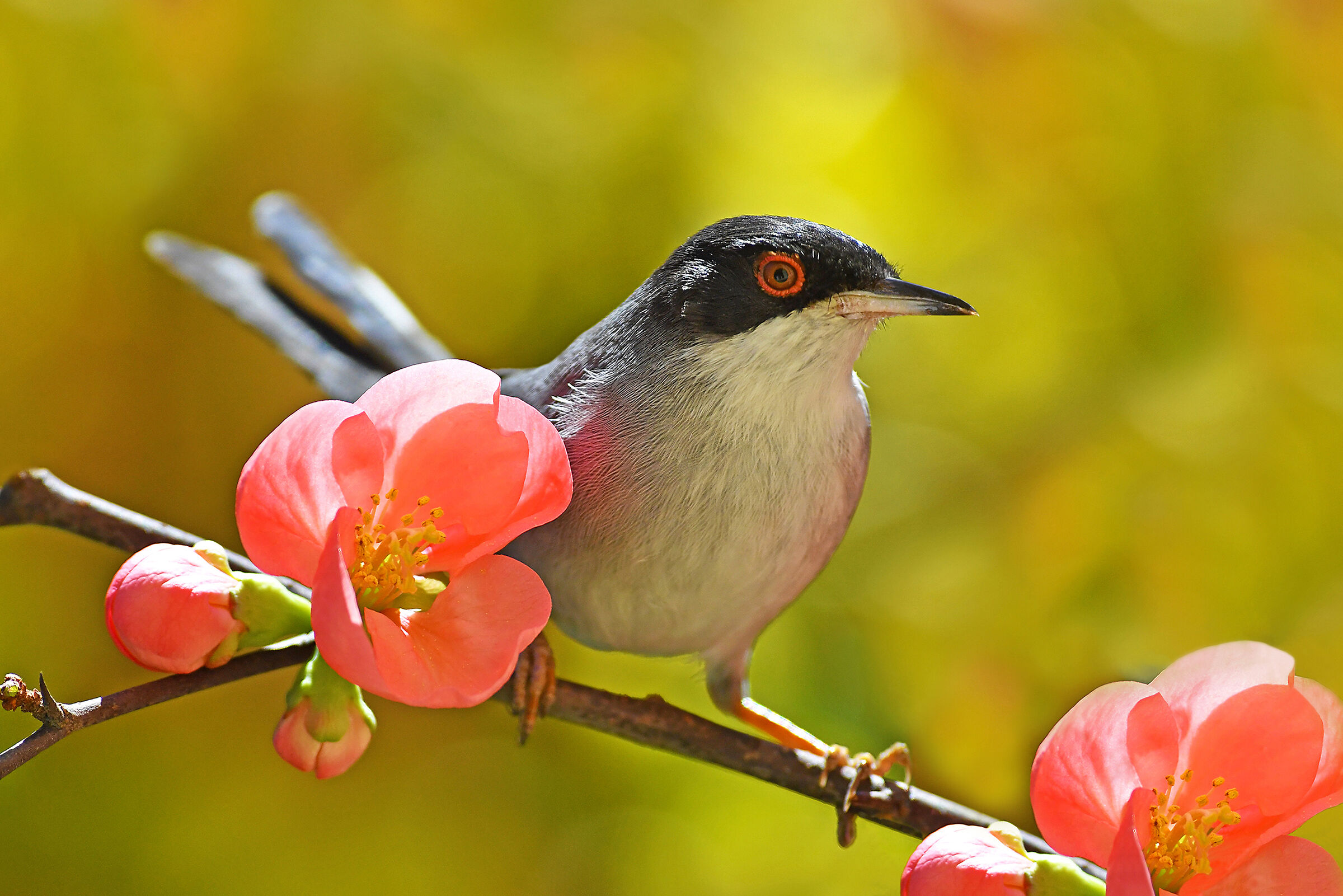 Welcome back to Spring (Sardinian Warbler)