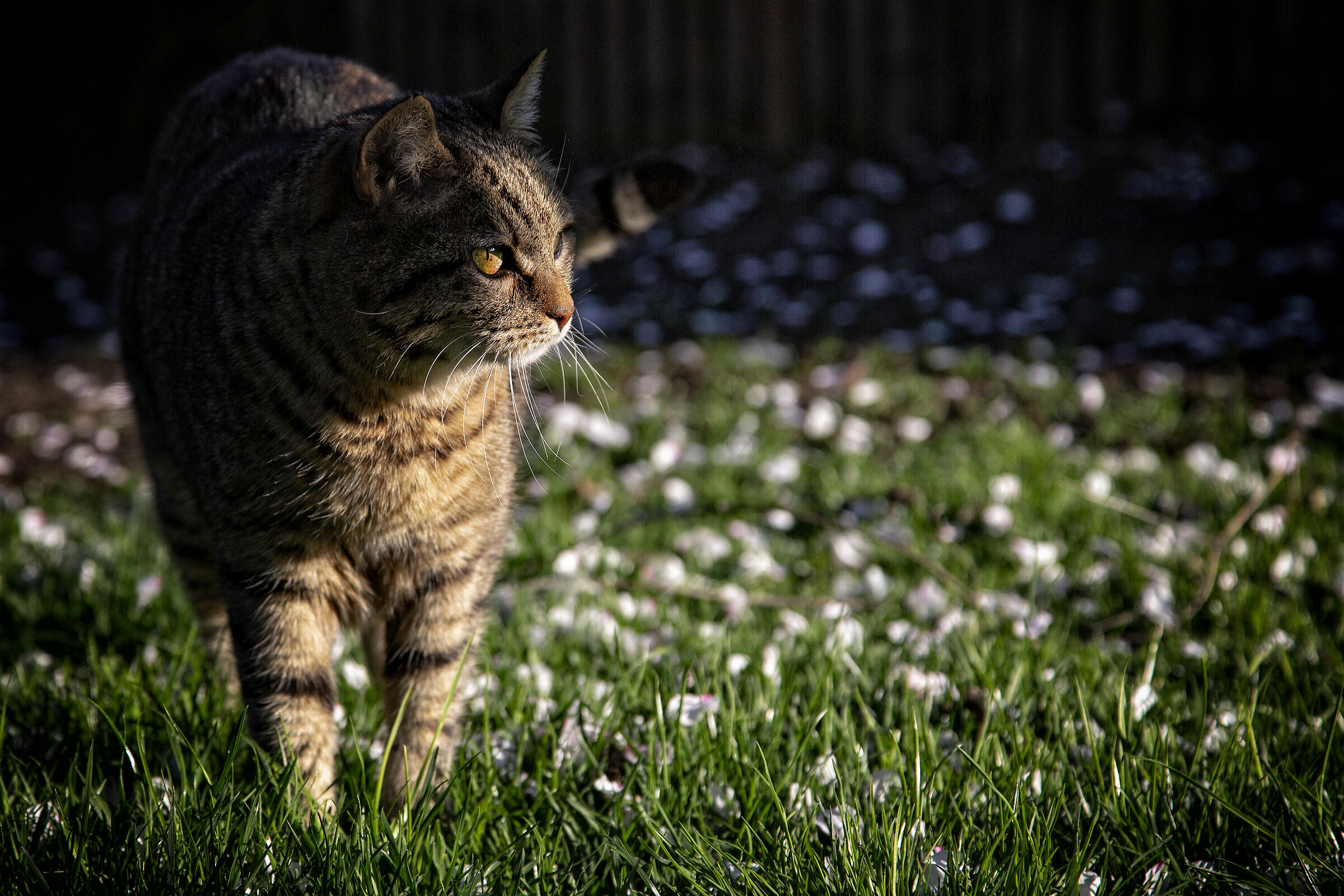 The Control of the garden