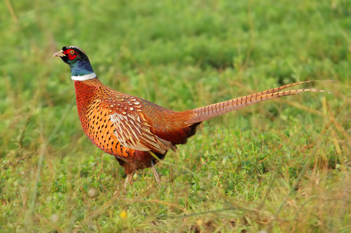 pheasant