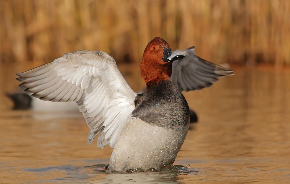 Pochard