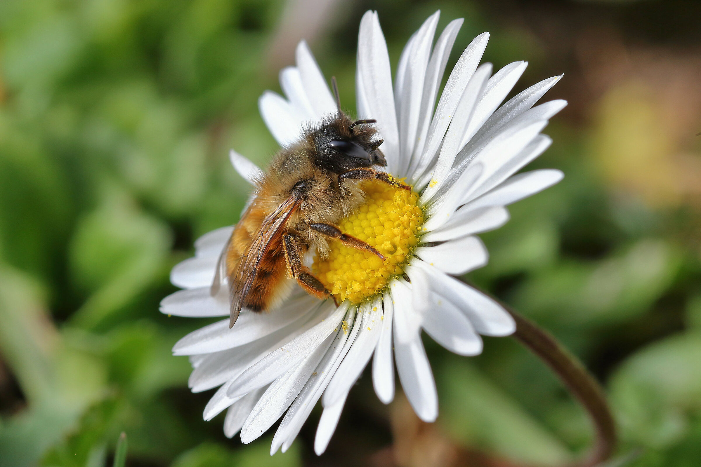 risveglio dopo il riposo invernale...