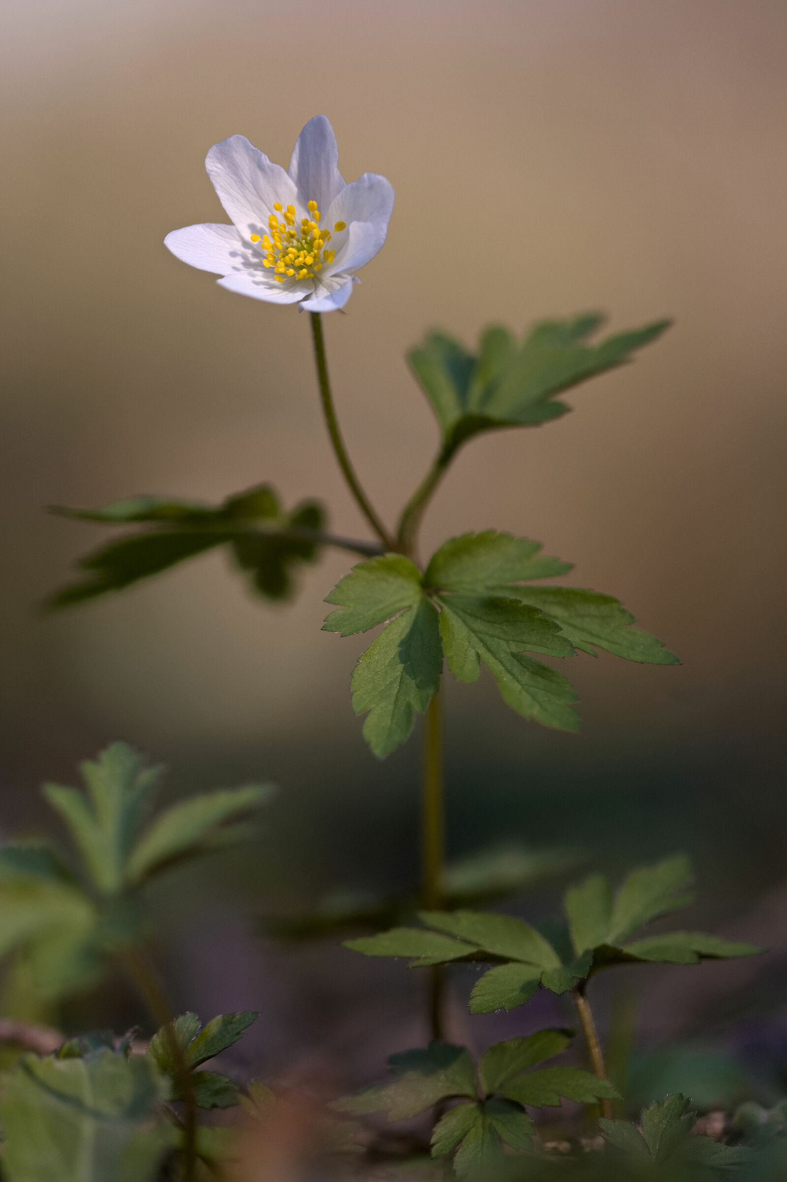 Anemone Nemorosa
