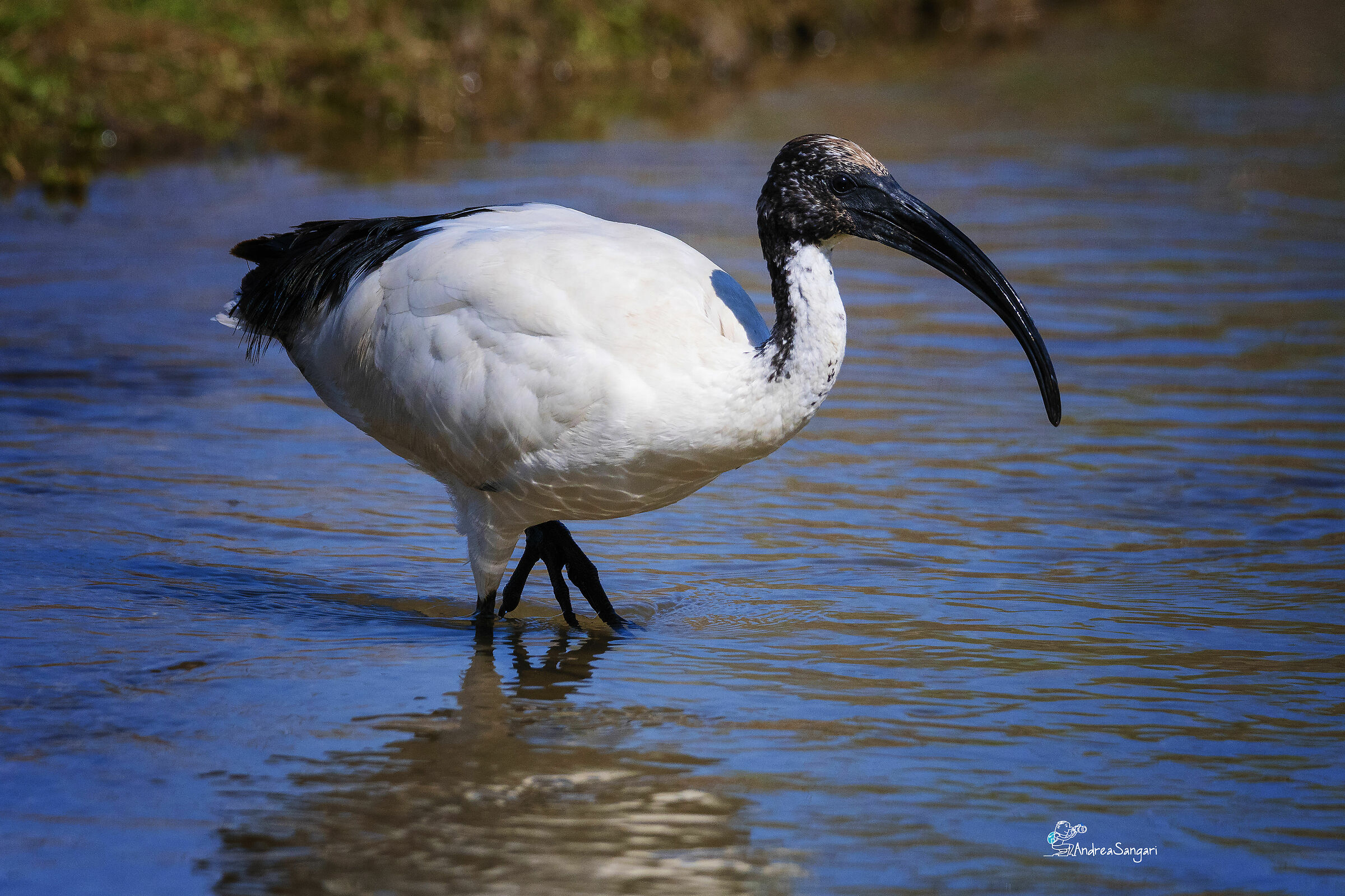 Incontro ravvicinato con l'ibis sacro