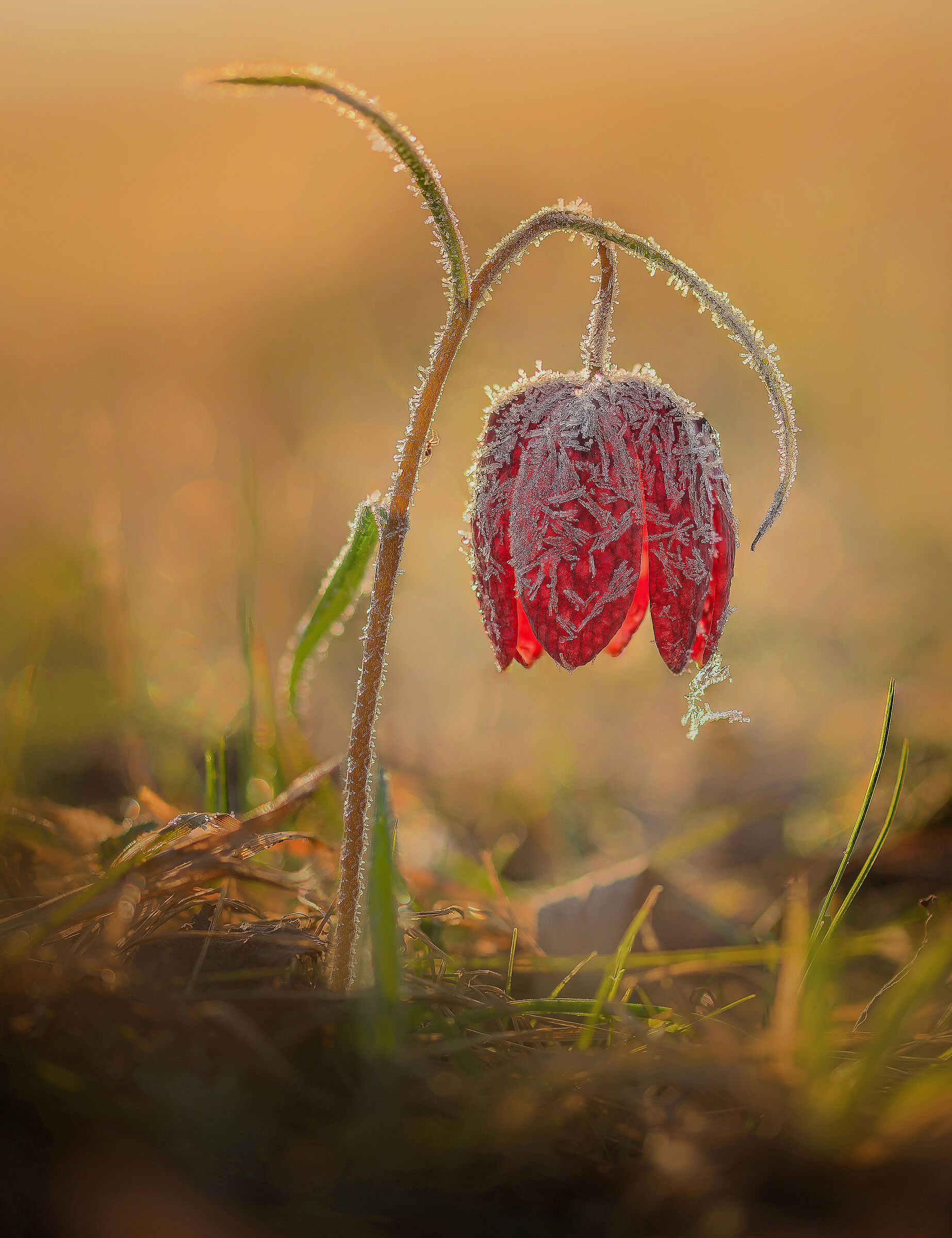Fritillary flower