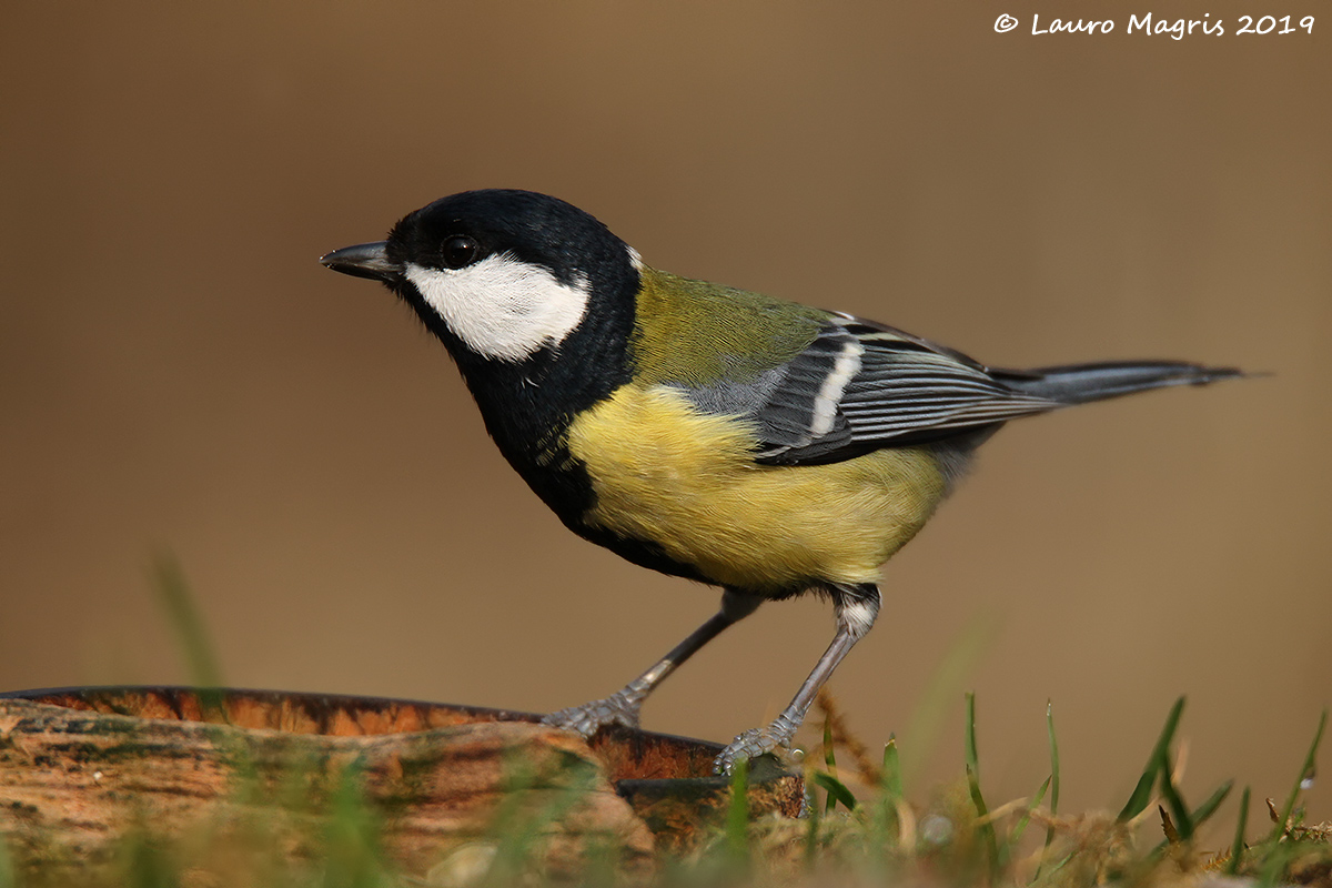 Cinciallegra in posa