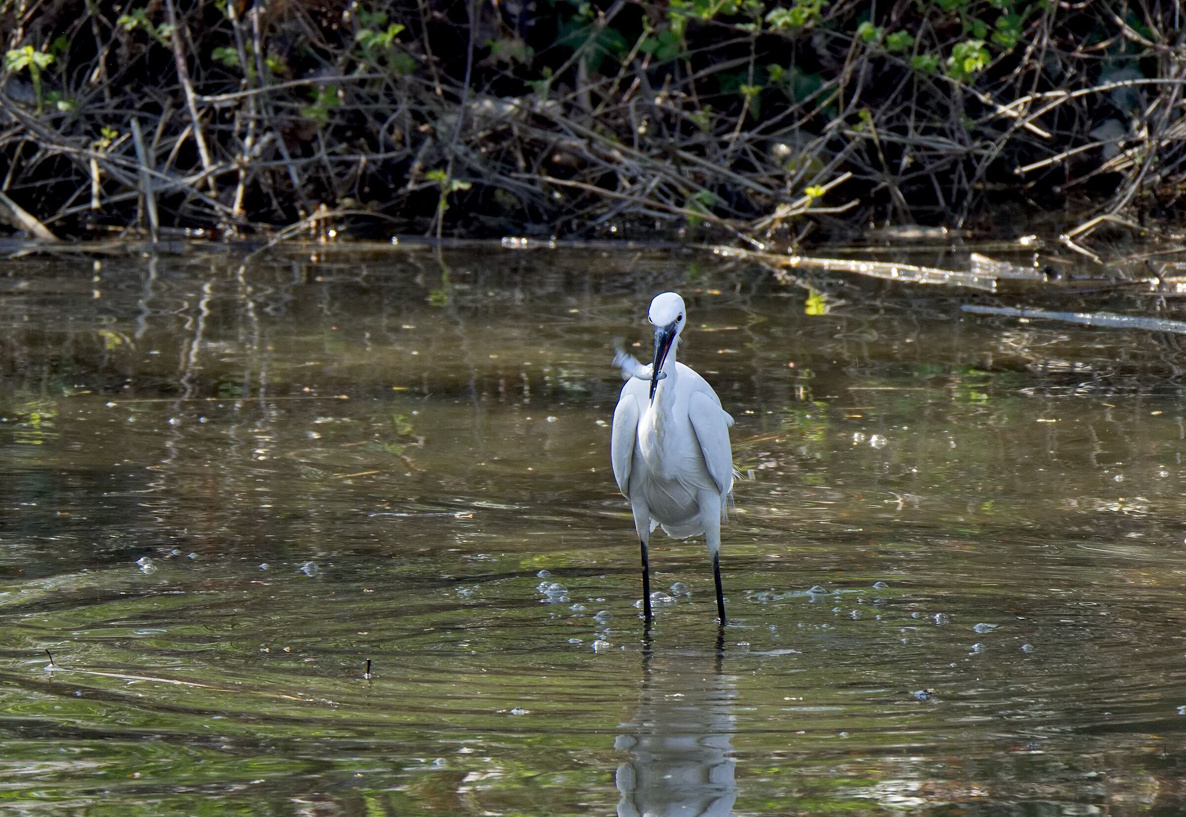 La garzetta e il pesciolino