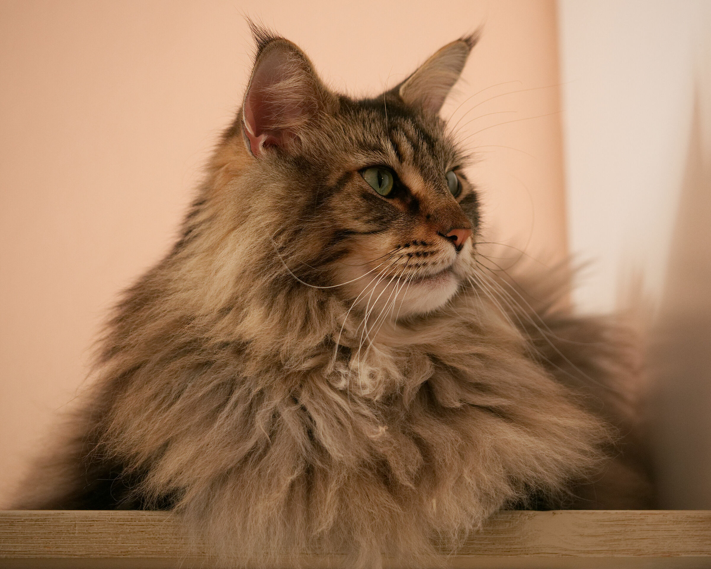 The beauty of the house