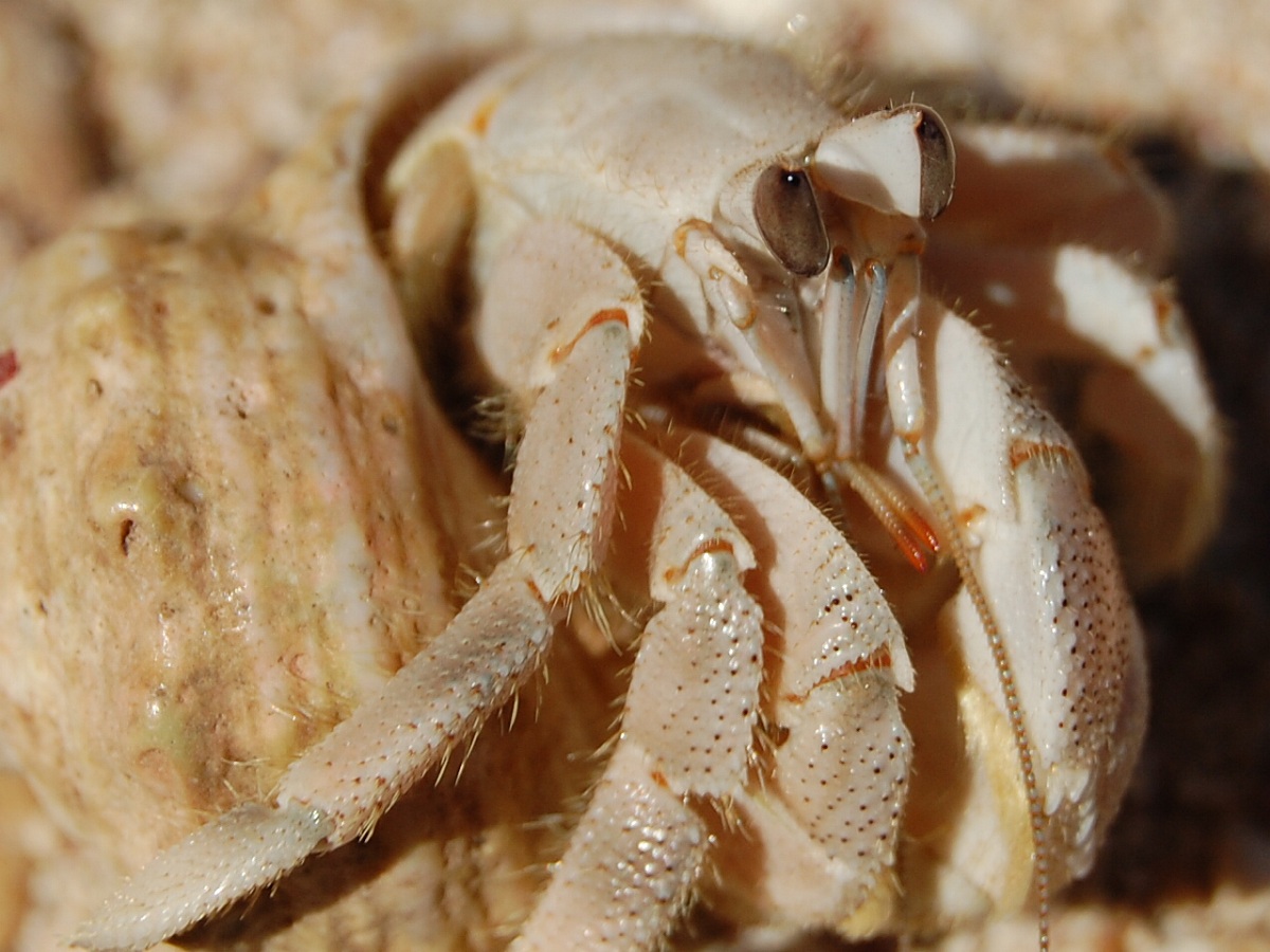 Egyptian hermit crab