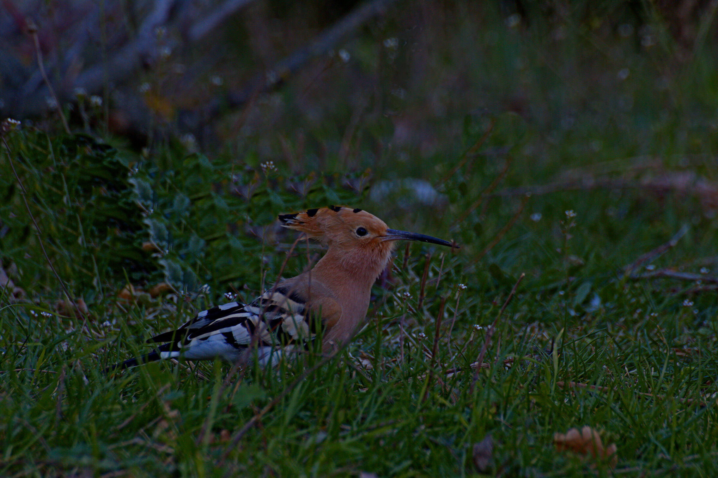 Hoopoe