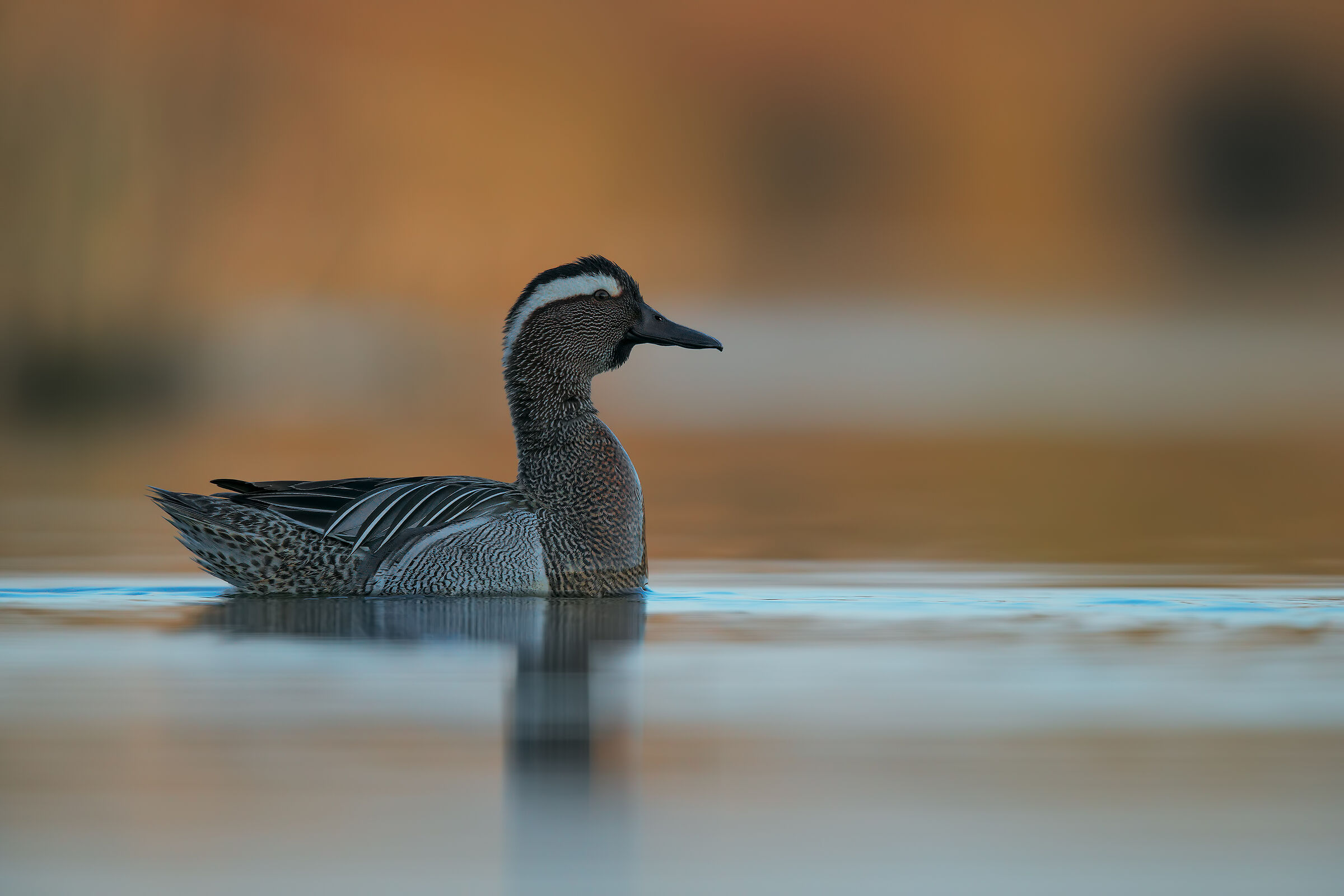 Marzaiola prima dell'alba
