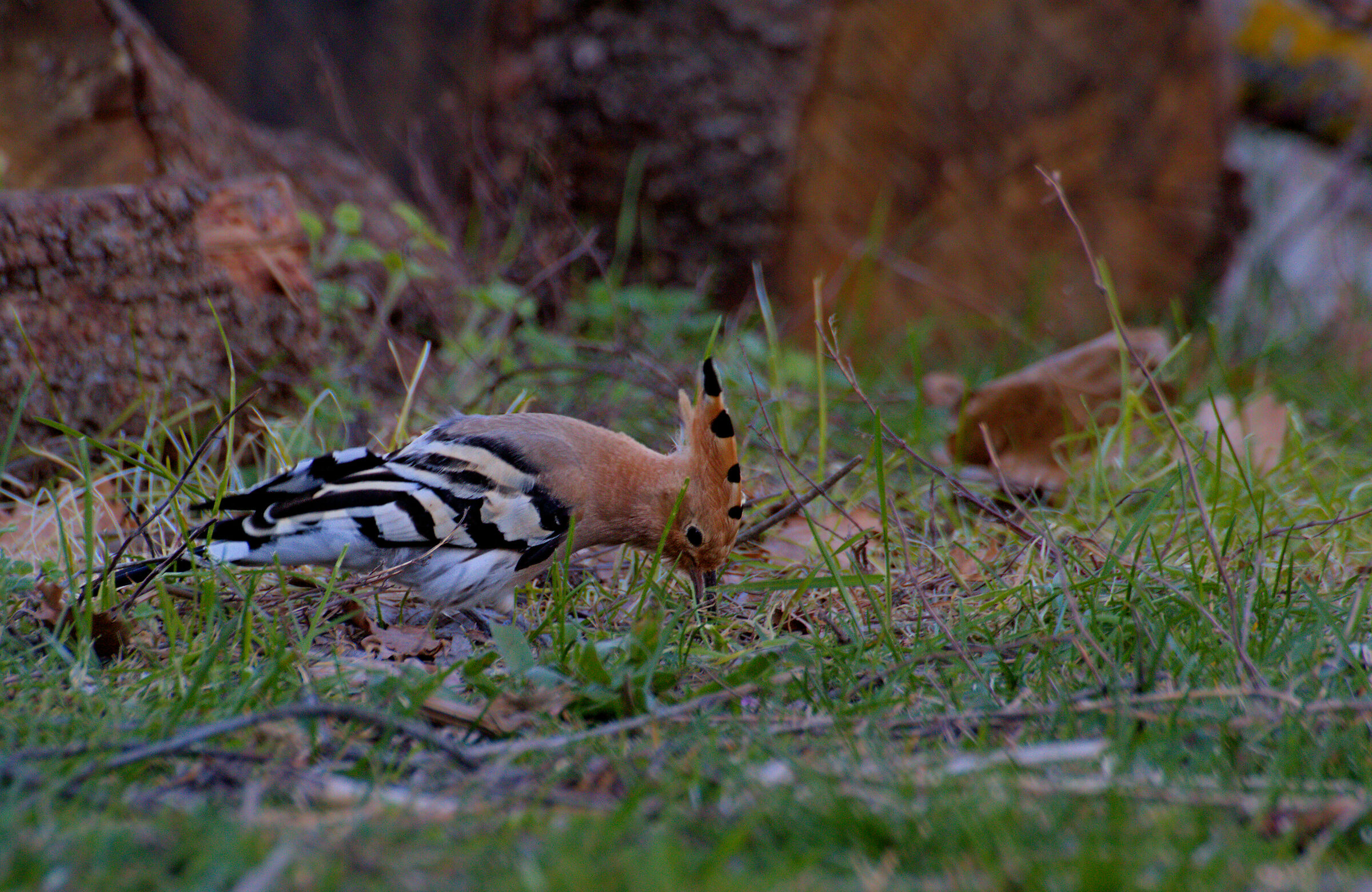 Hoopoe