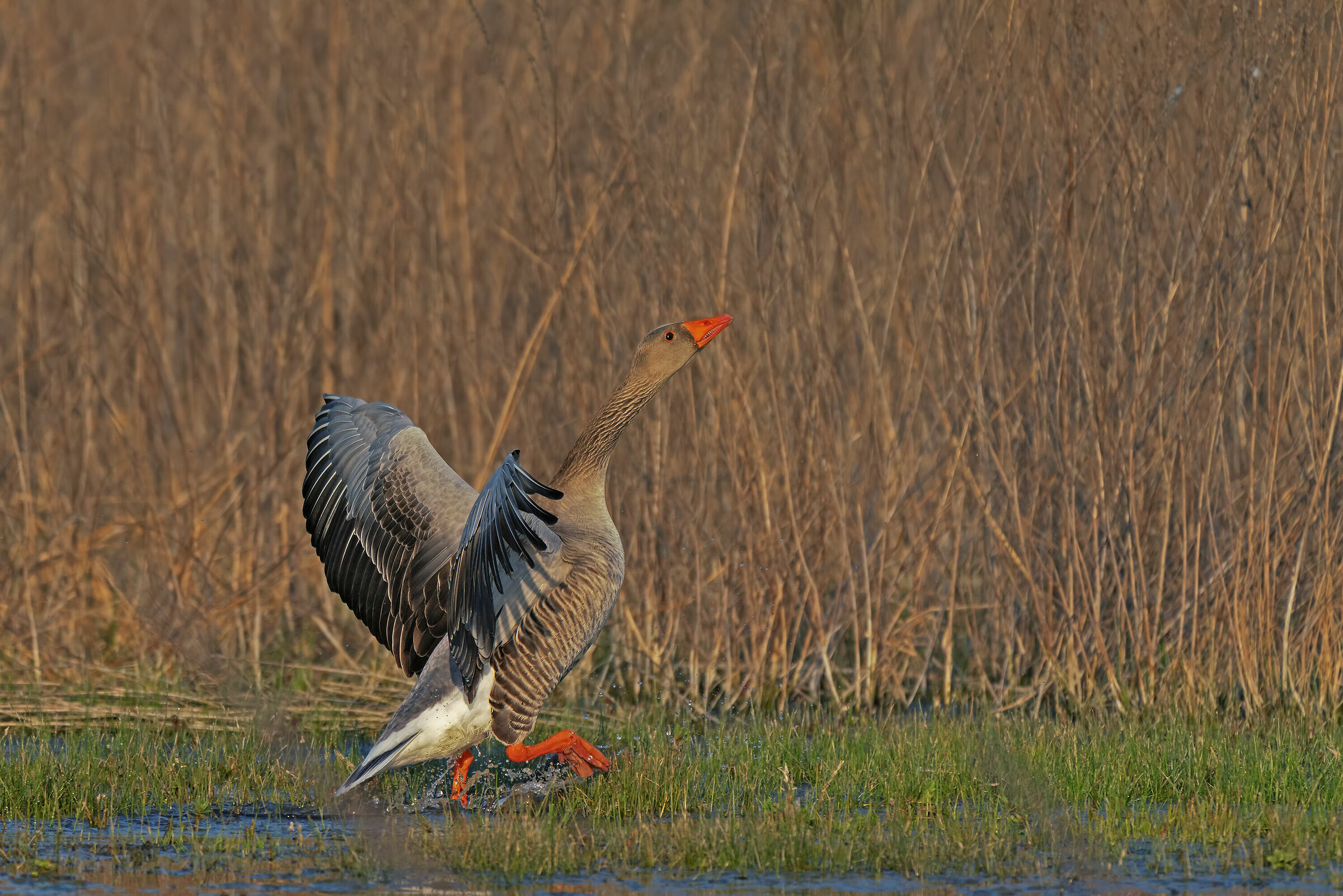 Oca di sera bel tempo si spe......
