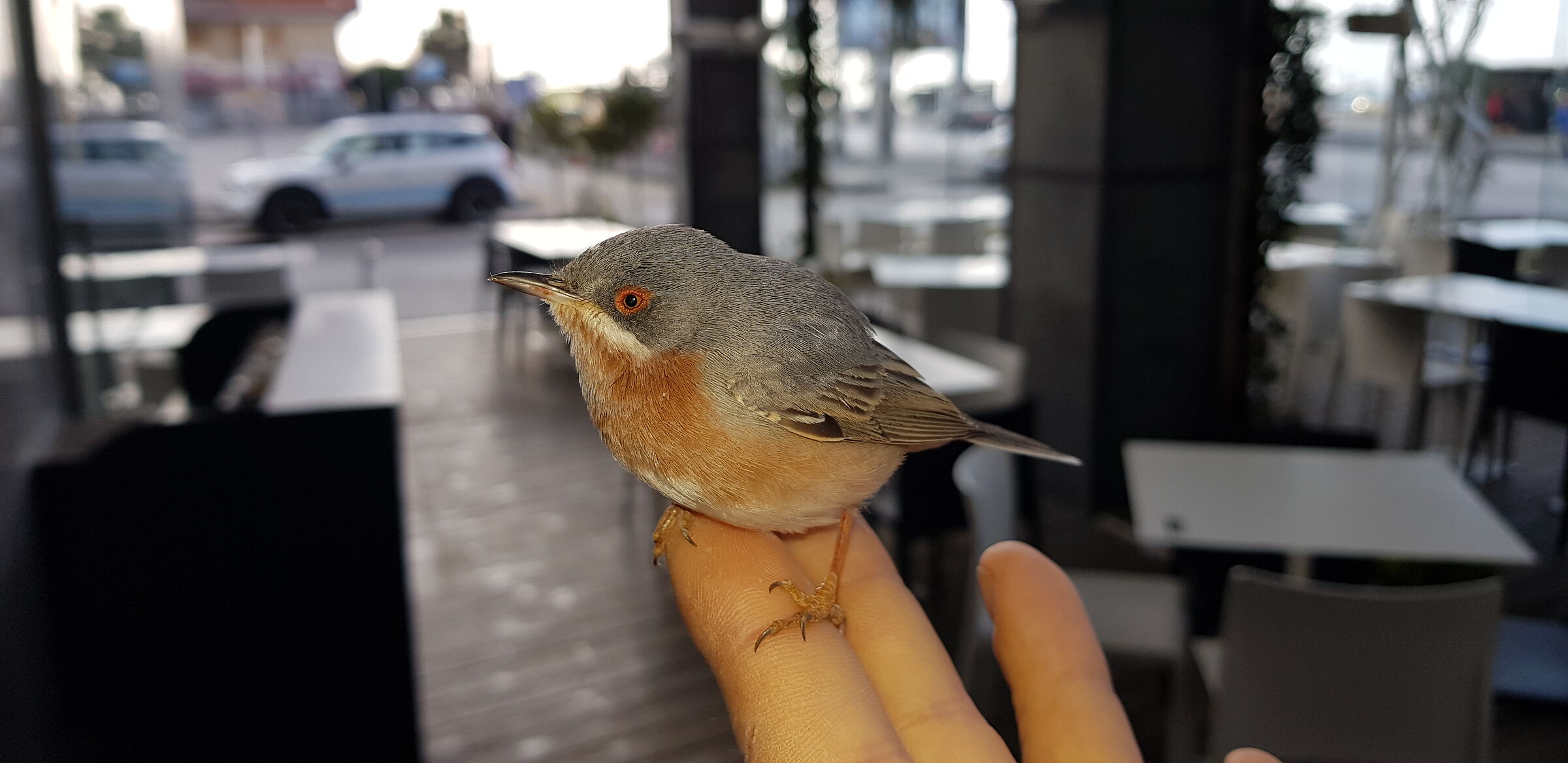 Salvataggio in città