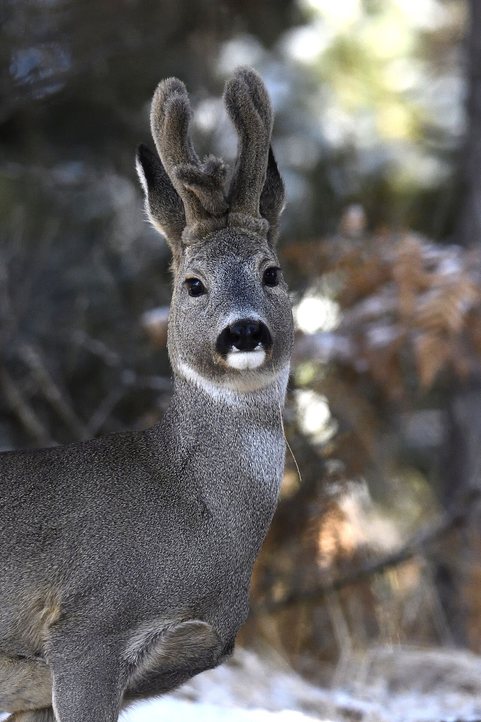 Abnormal Deer in Velvet