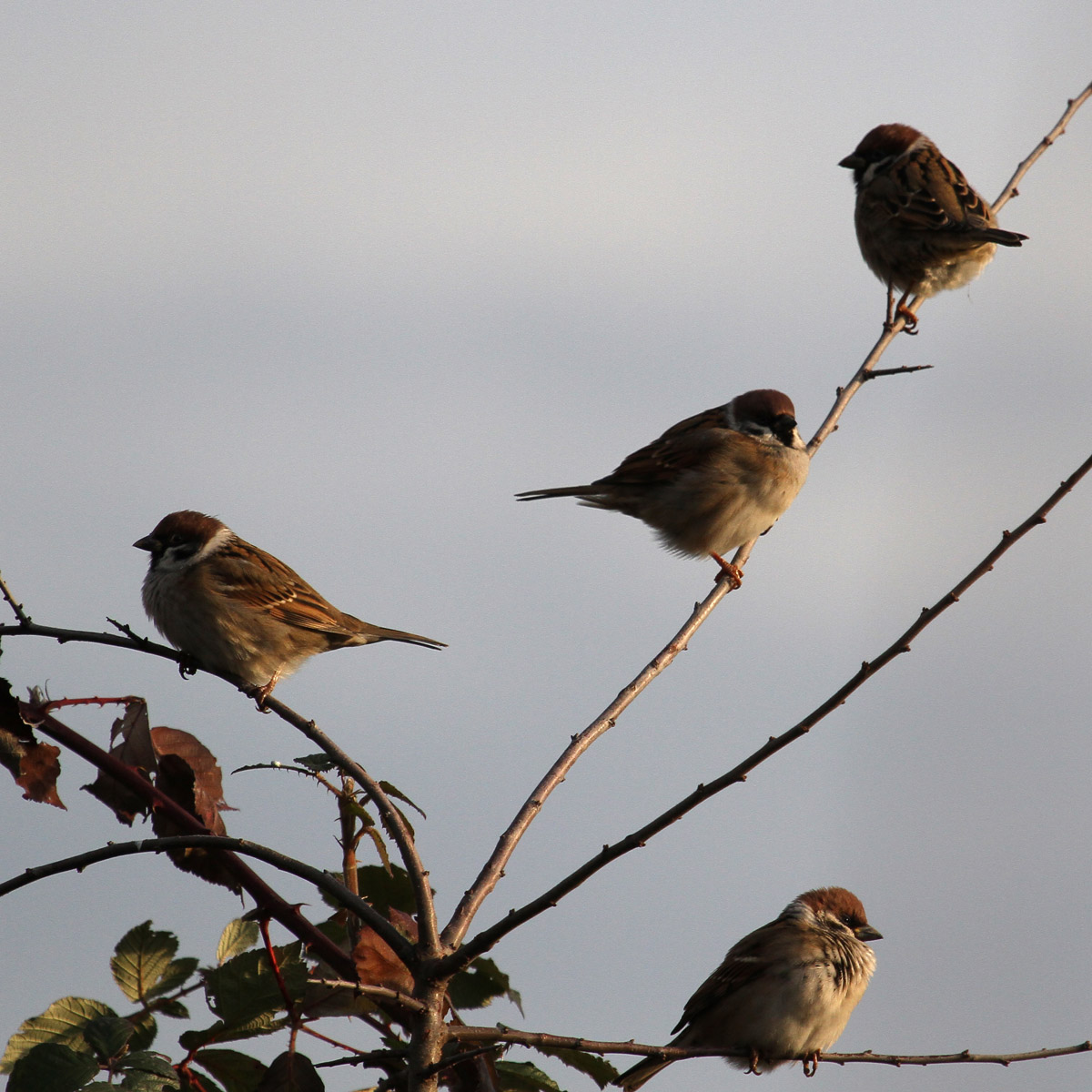 uno, due, tre e quattro
