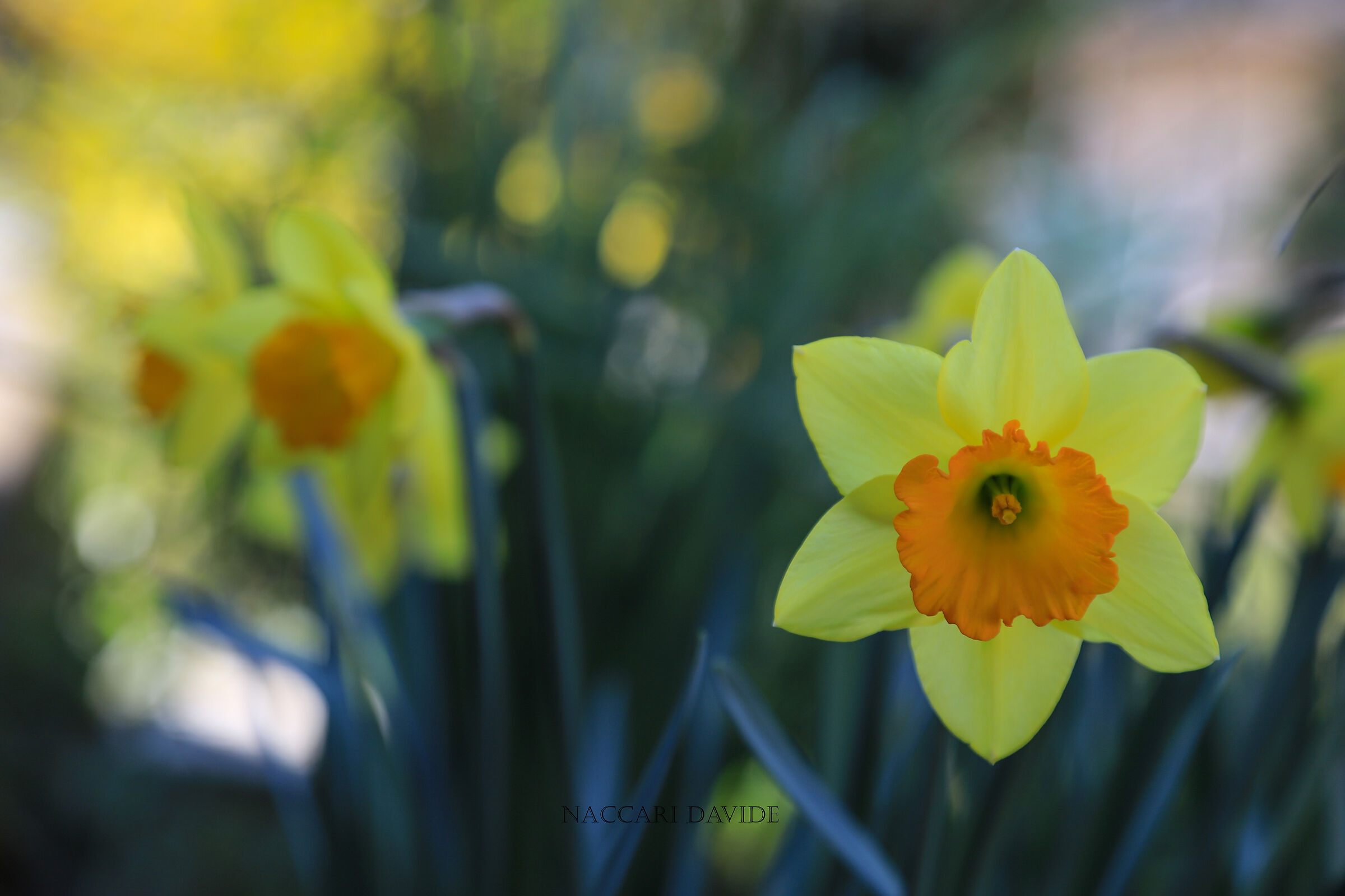 Primi colori di primavera