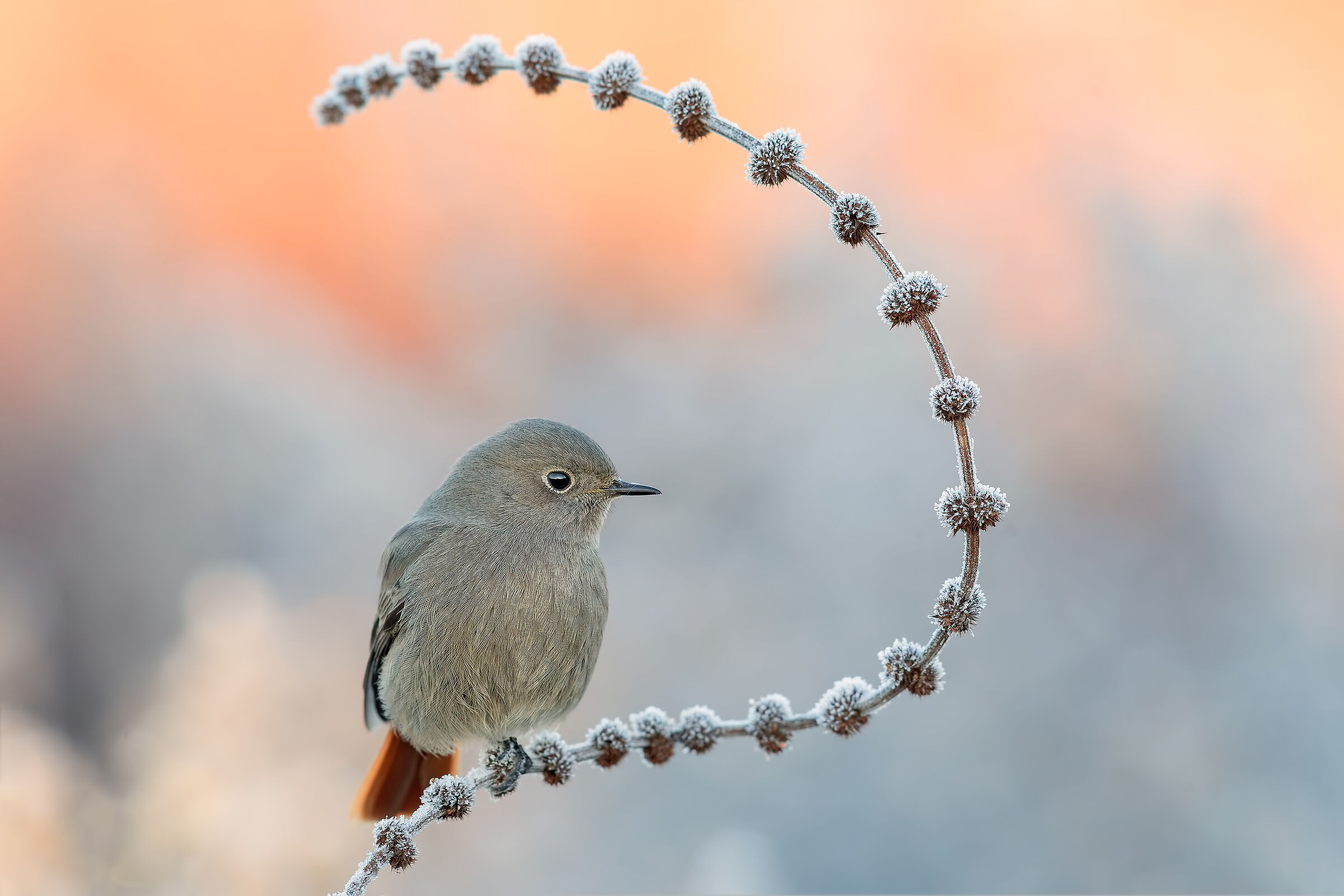 Codirosso Spz Femmina