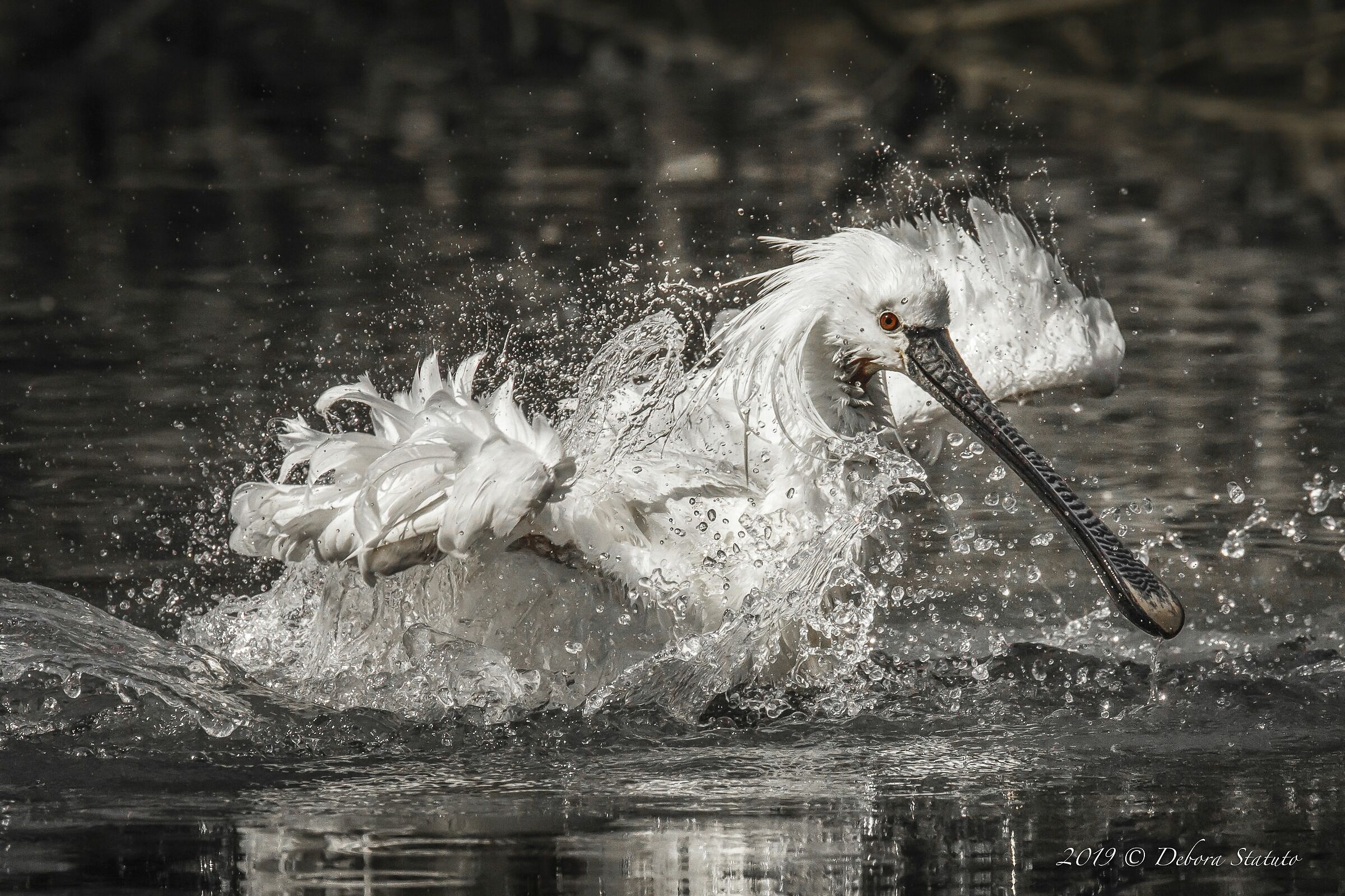 Il bagno della spatola