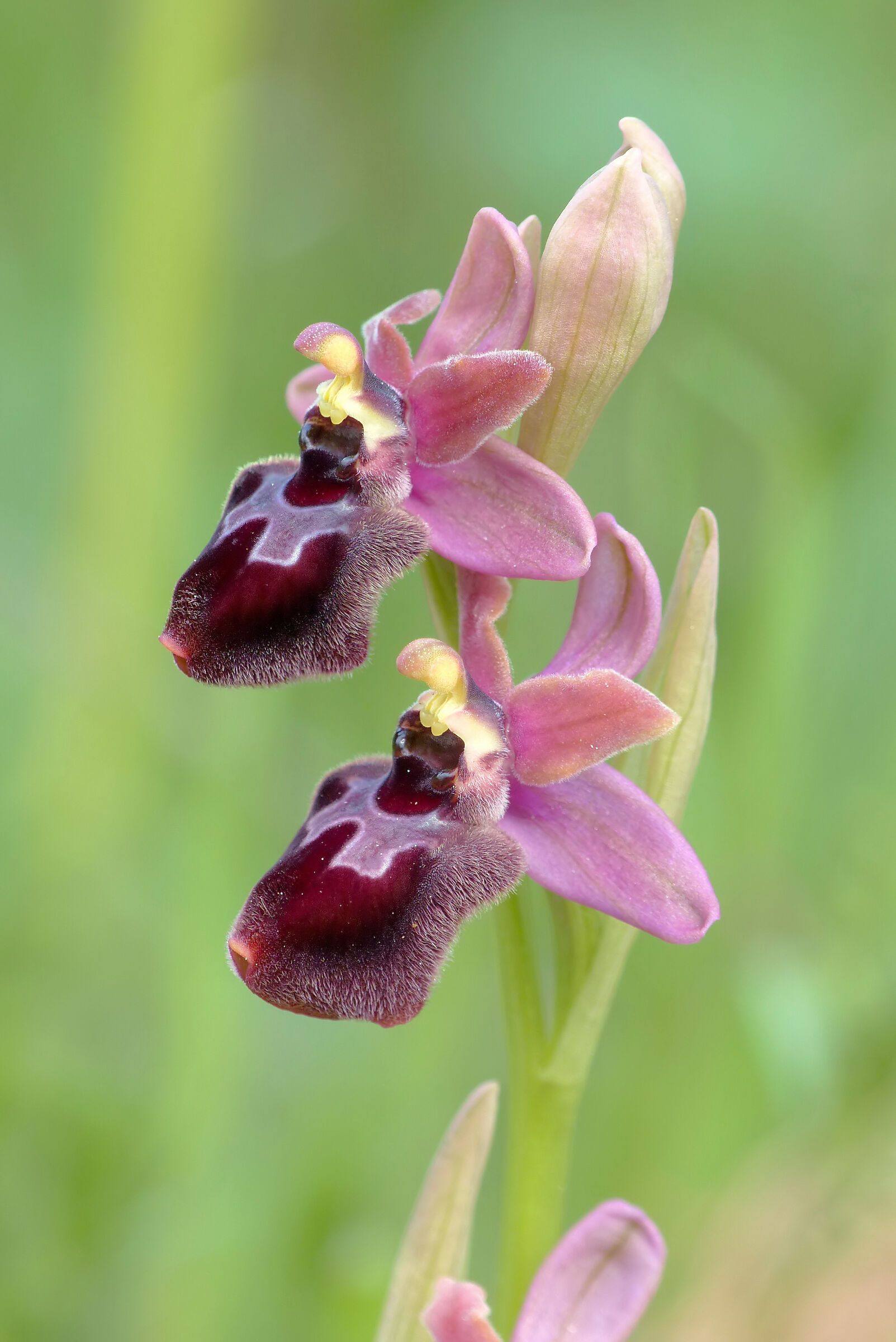 Ophrys incubacea x Ophrys tenthredinifera neglecta