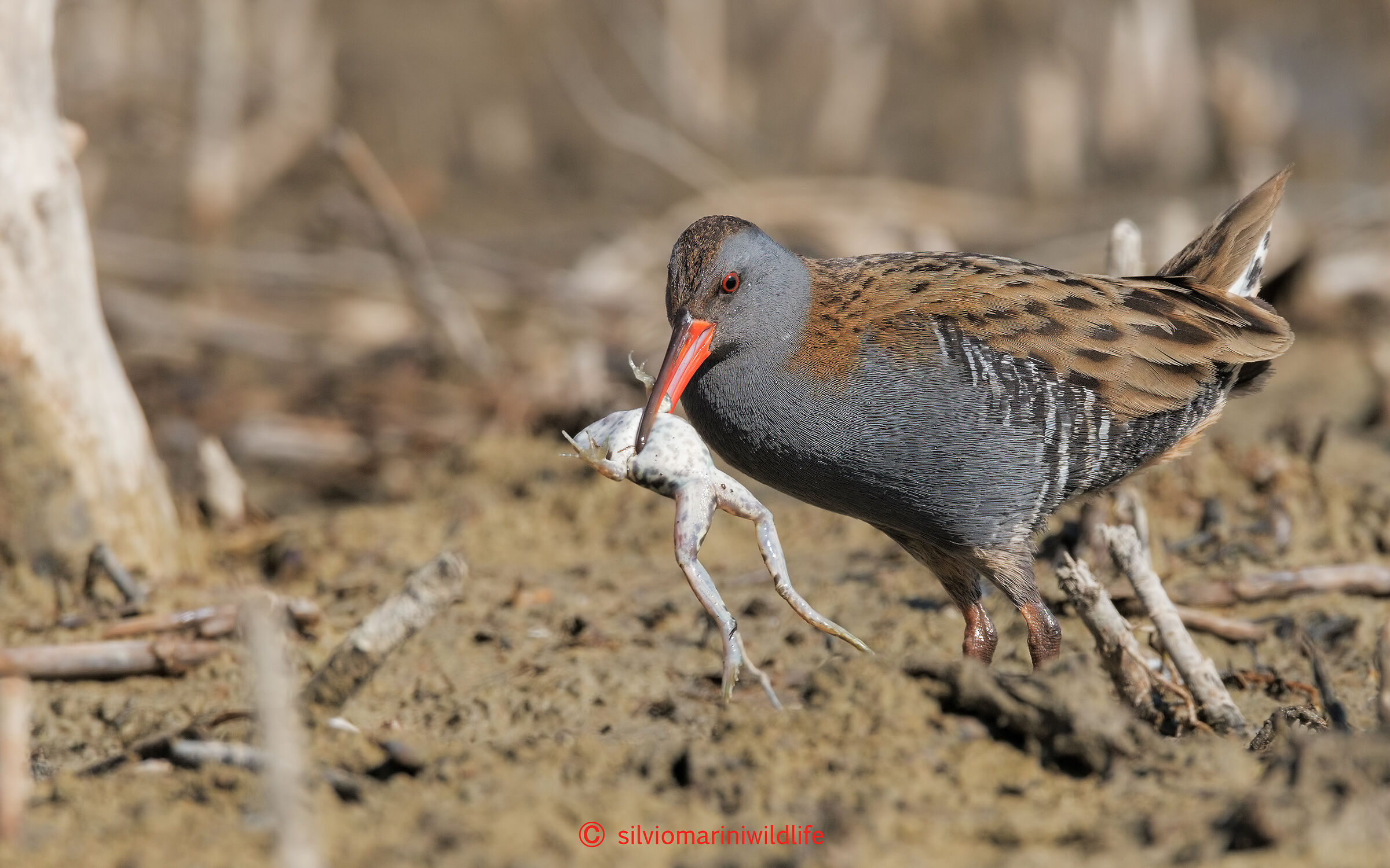 Porciglione (Rallus acquaticus) Predatore e Preda