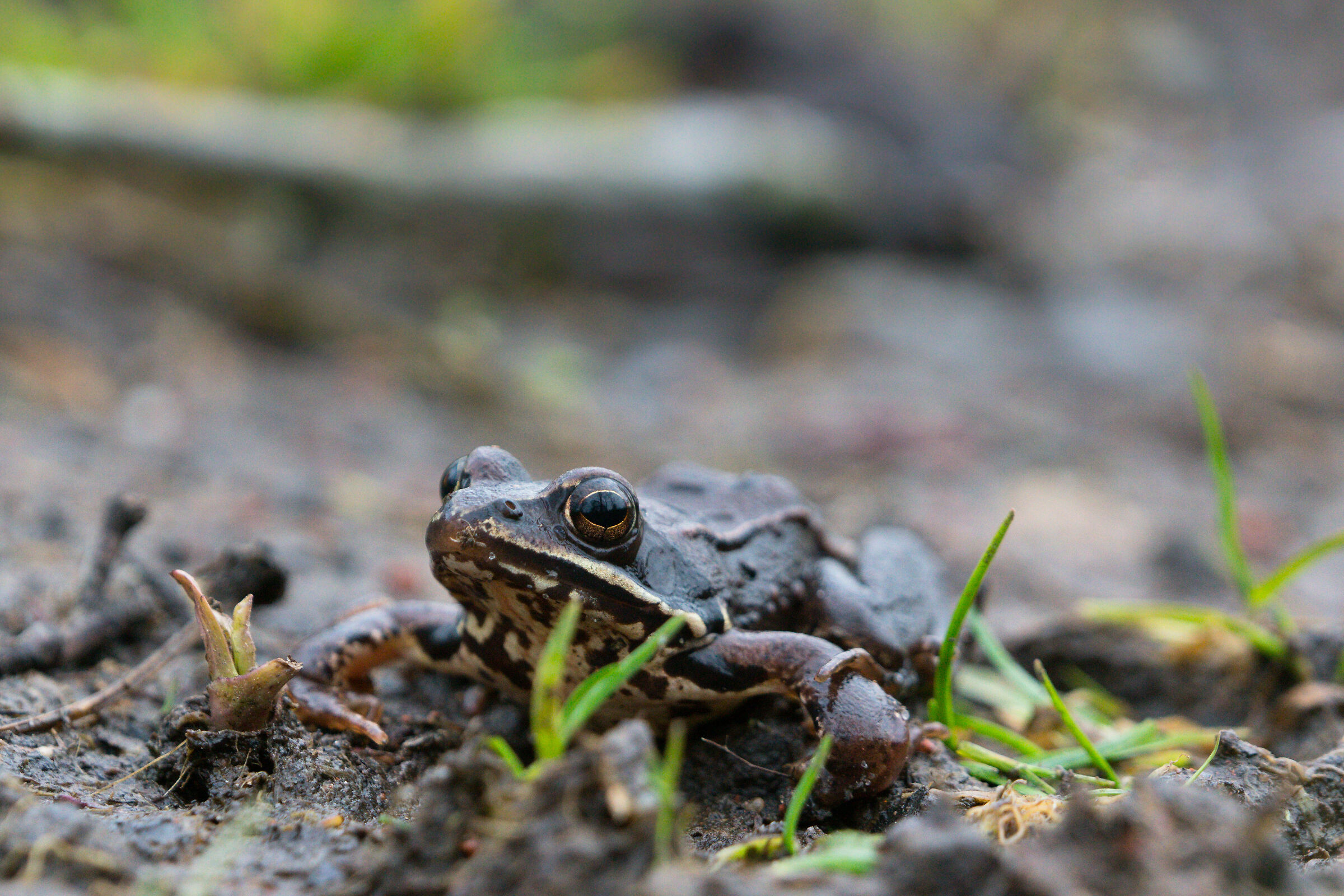 Rana Moro (Rana arvalis)