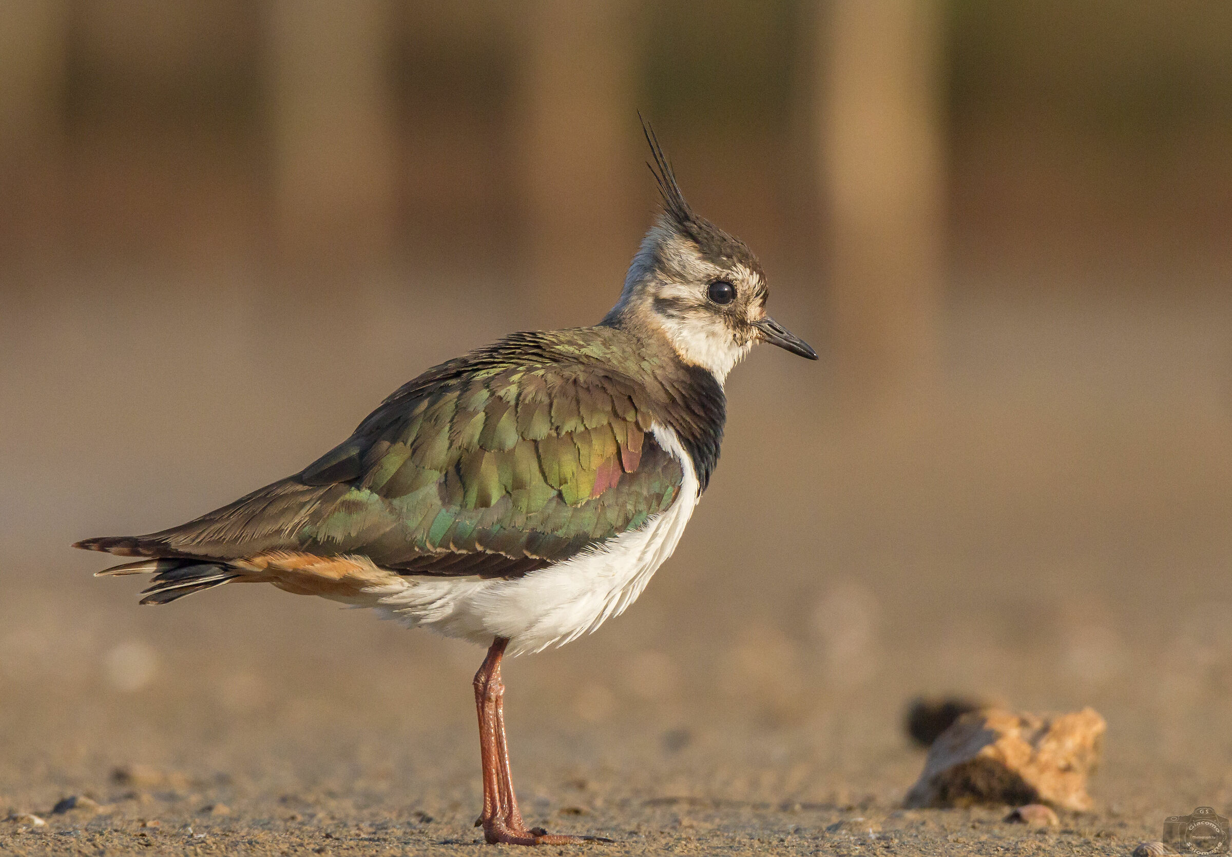 Lapwing