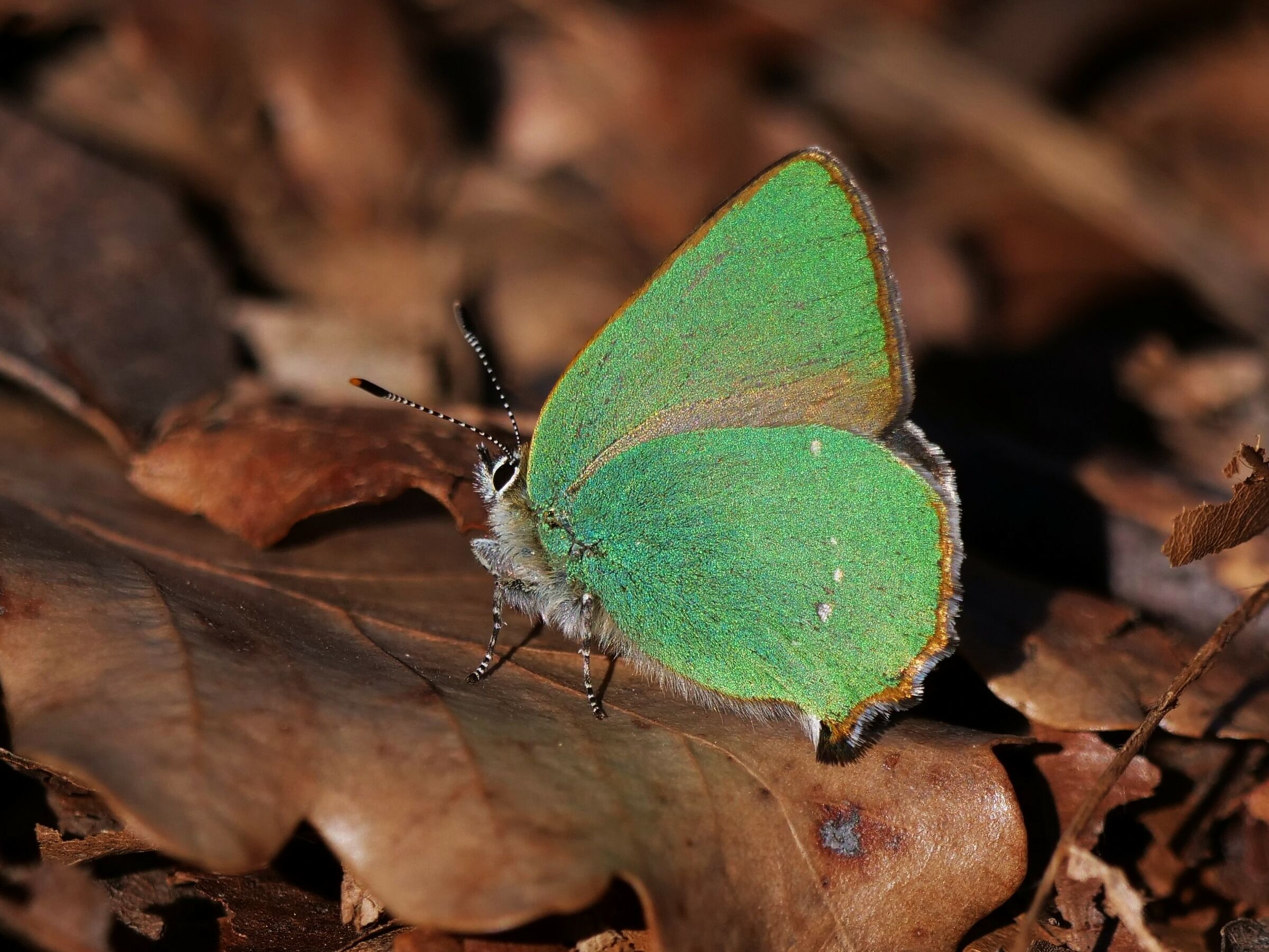 Tecla del rovo (Callophrys rubi)