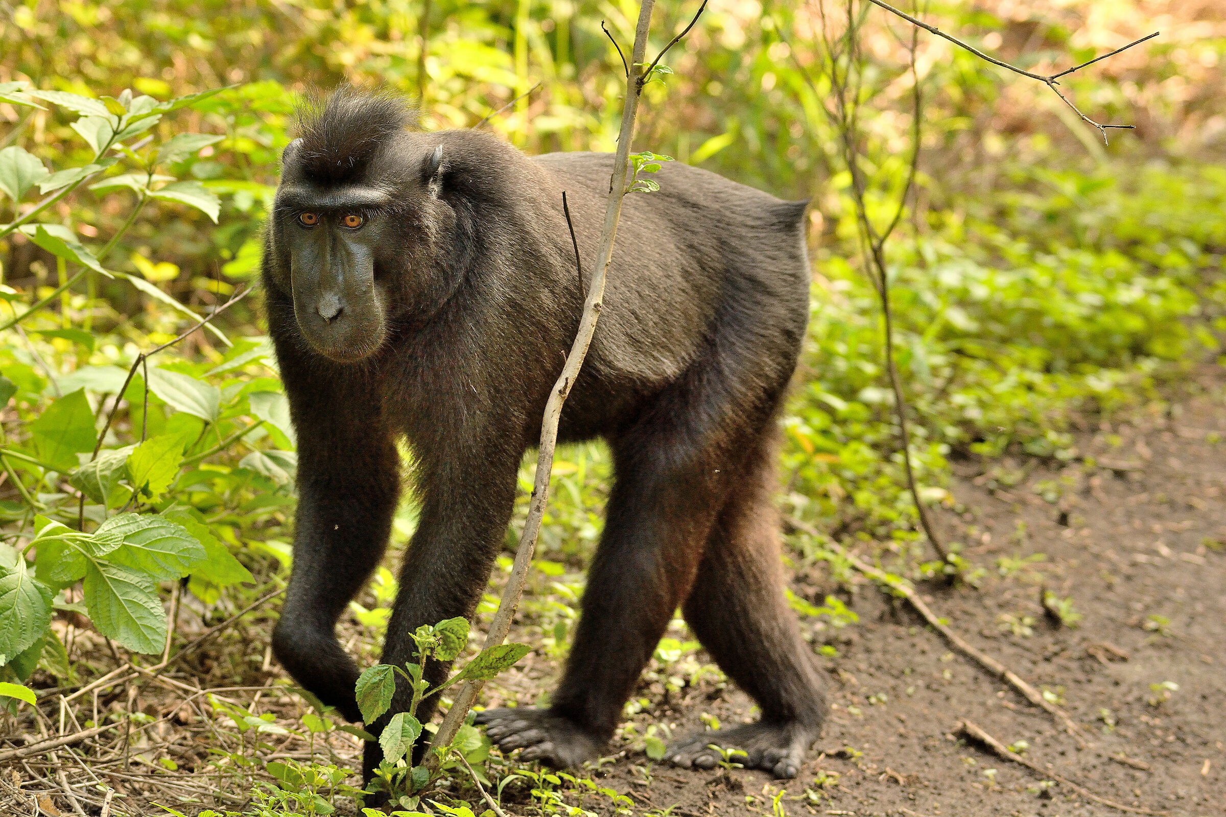 Black Macaque