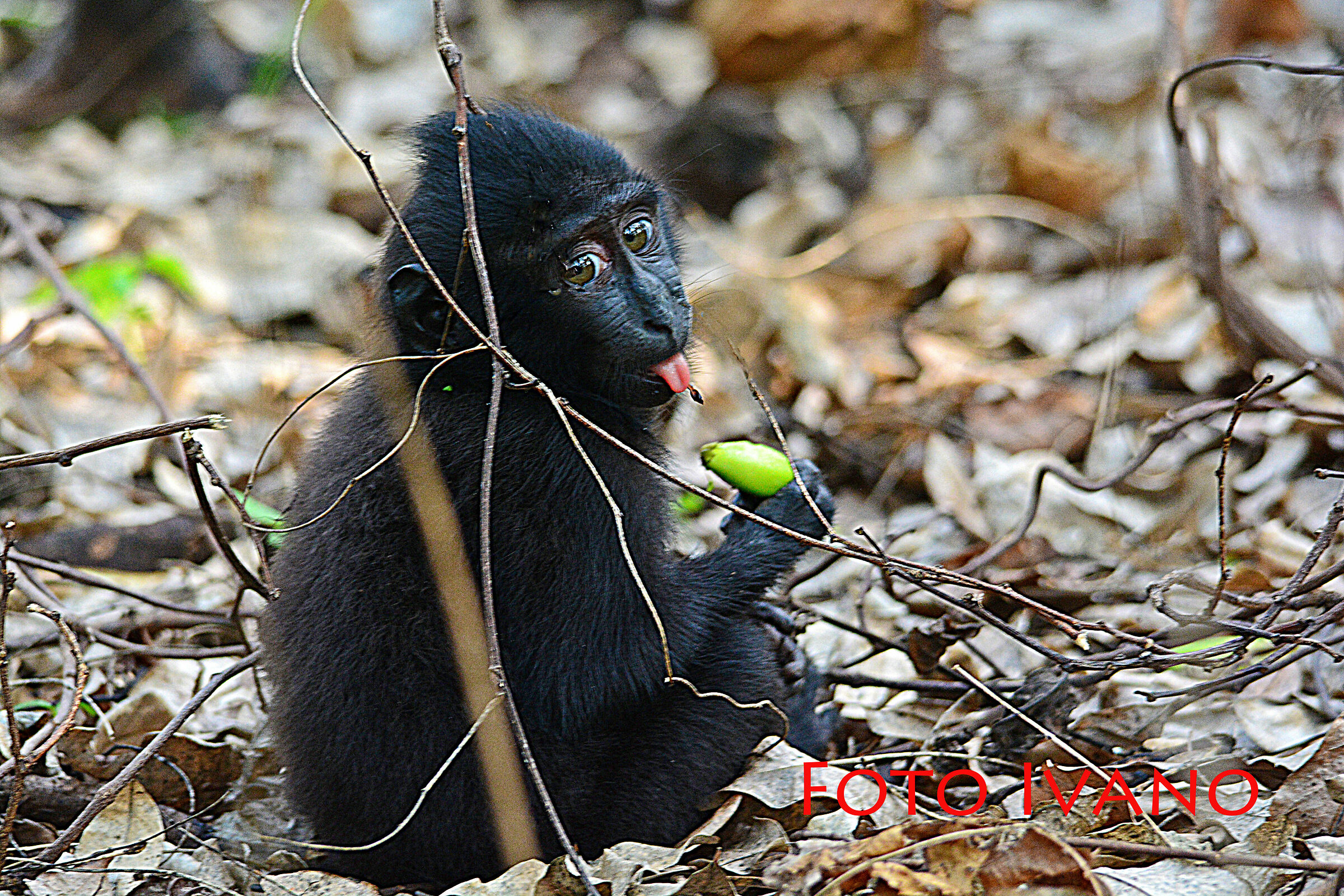 Small Black Macaque