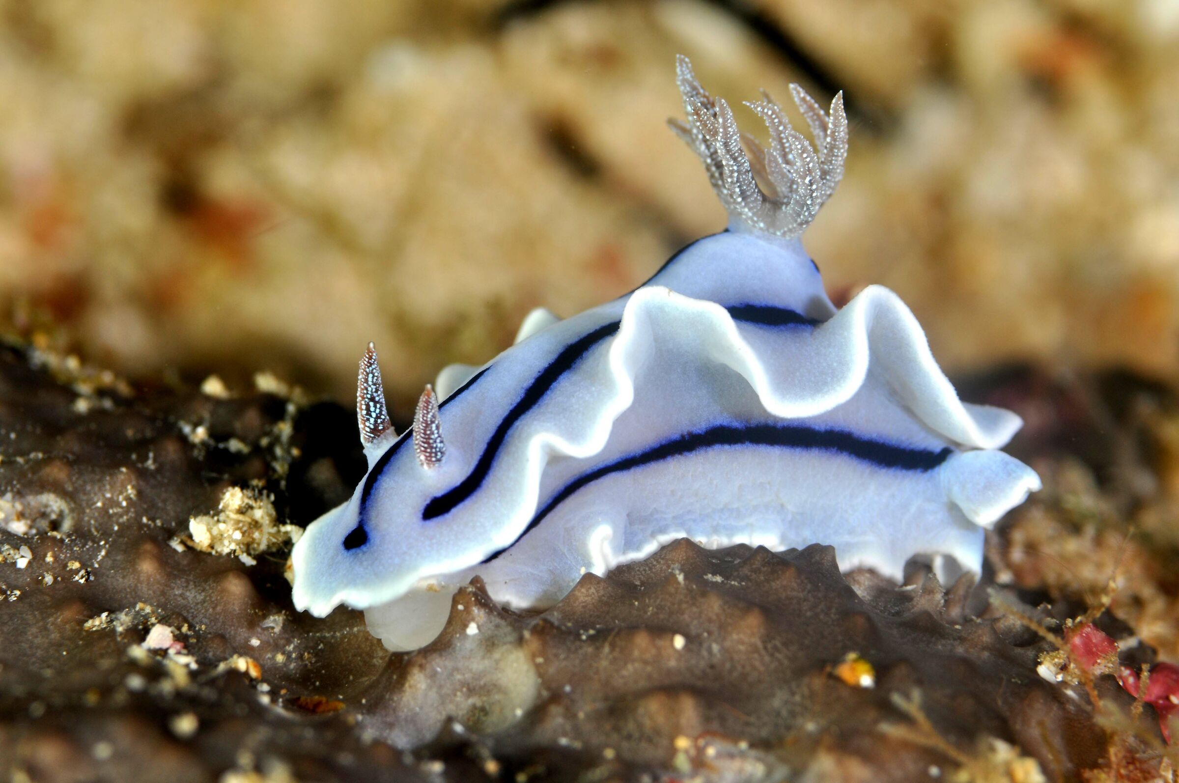 nudibranco