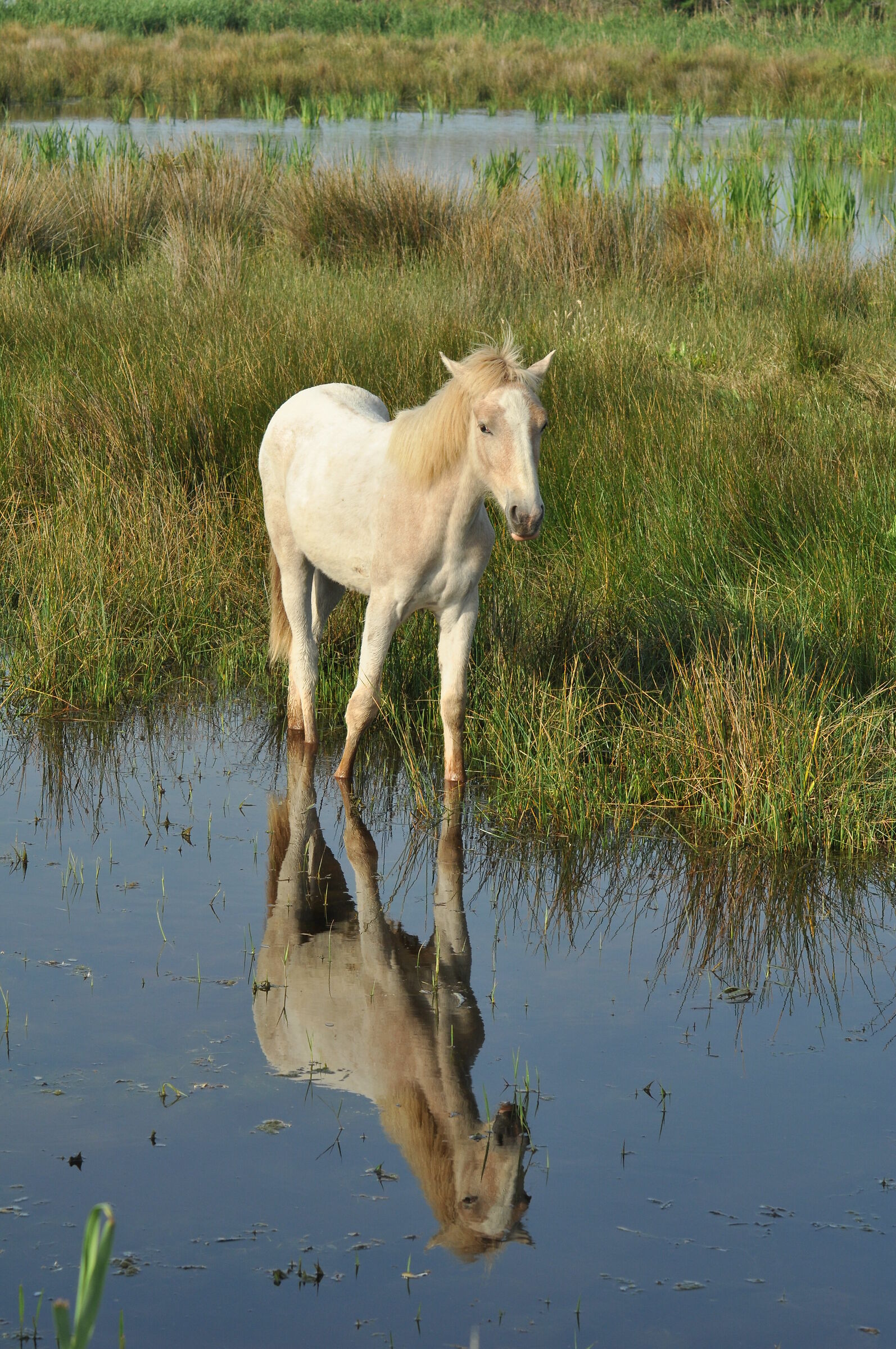 Camargue