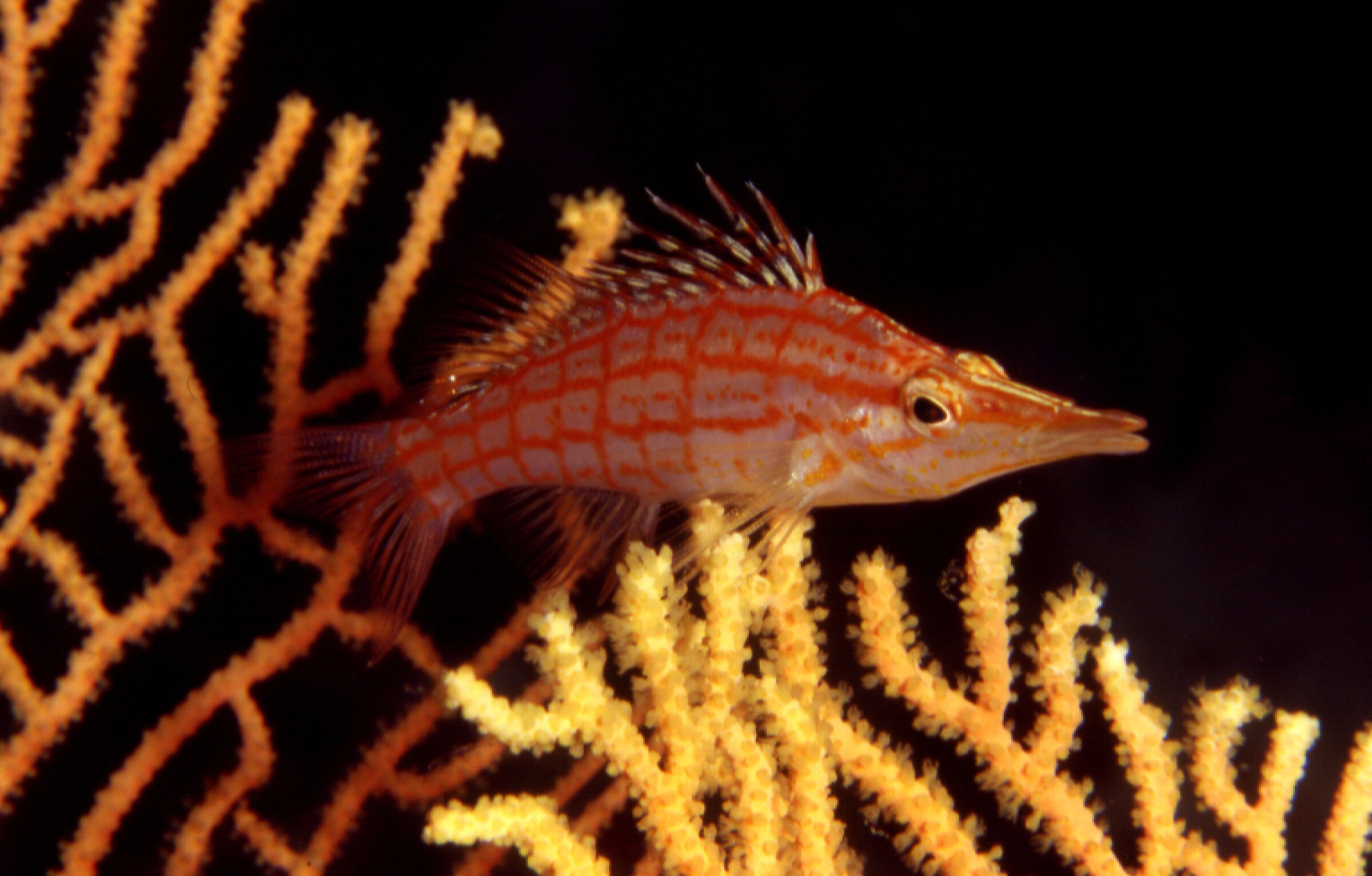 pesce falco musolungo