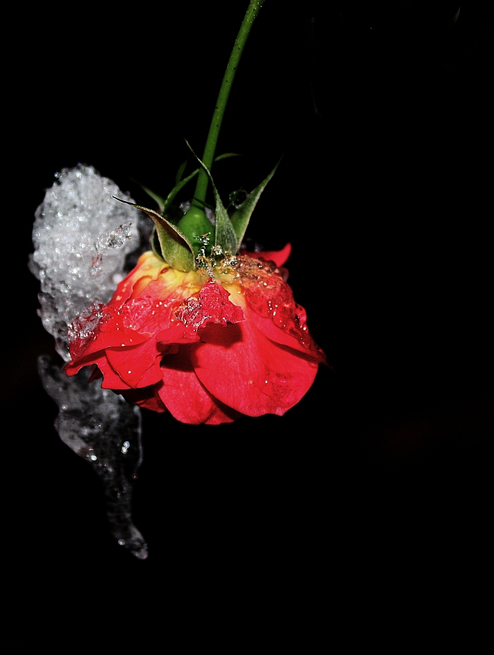Frozen rose