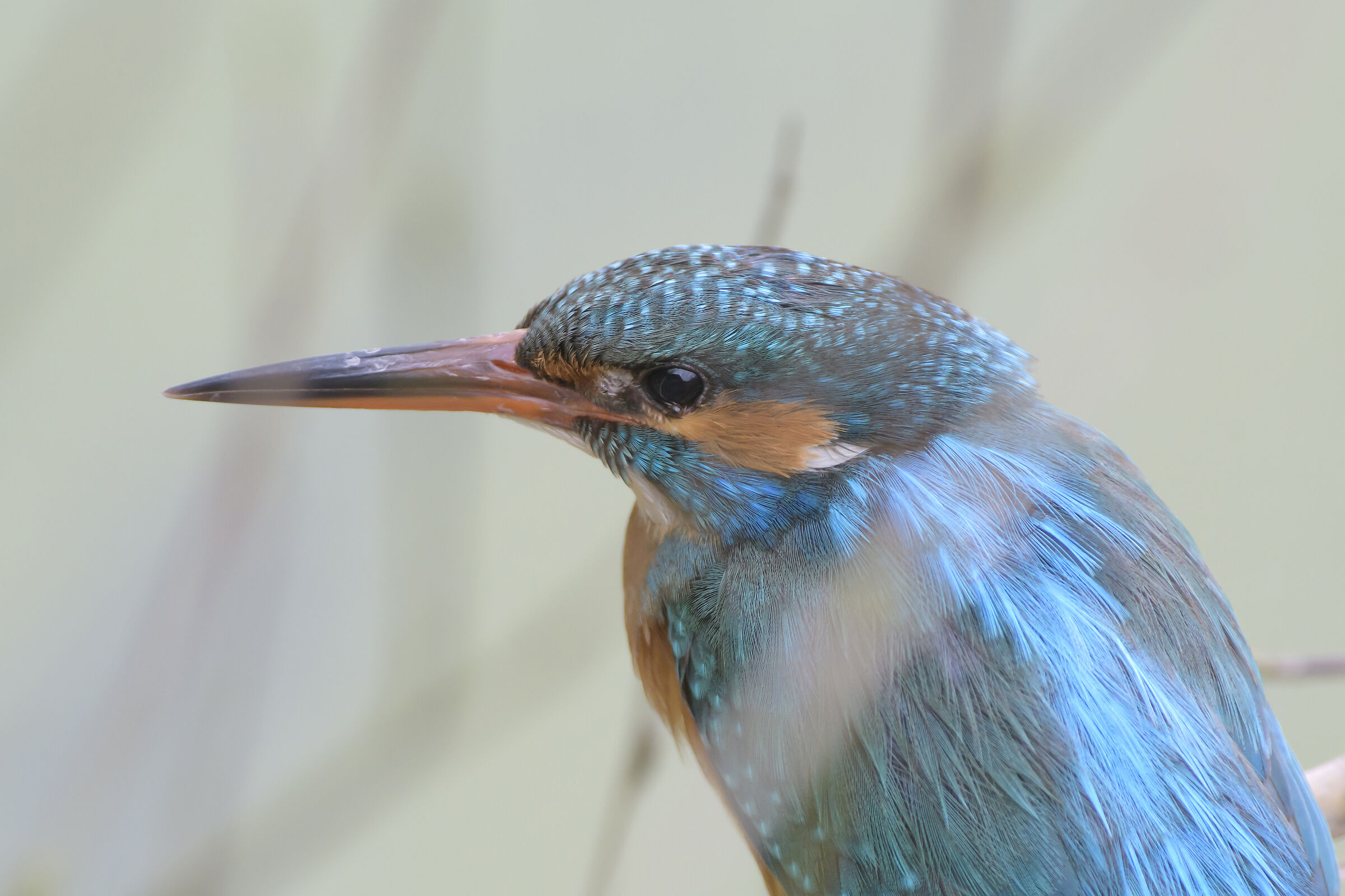 The Little Fisherman
