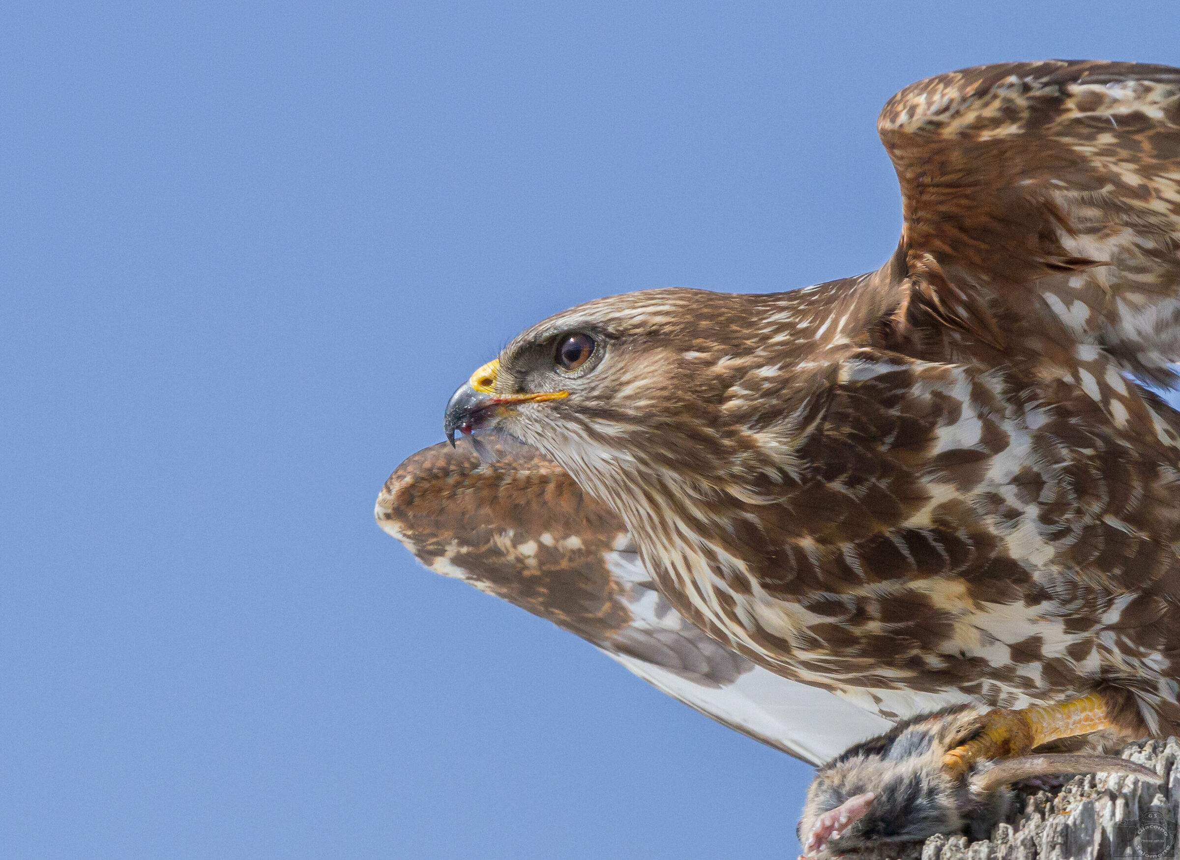 Buzzard with mouse.