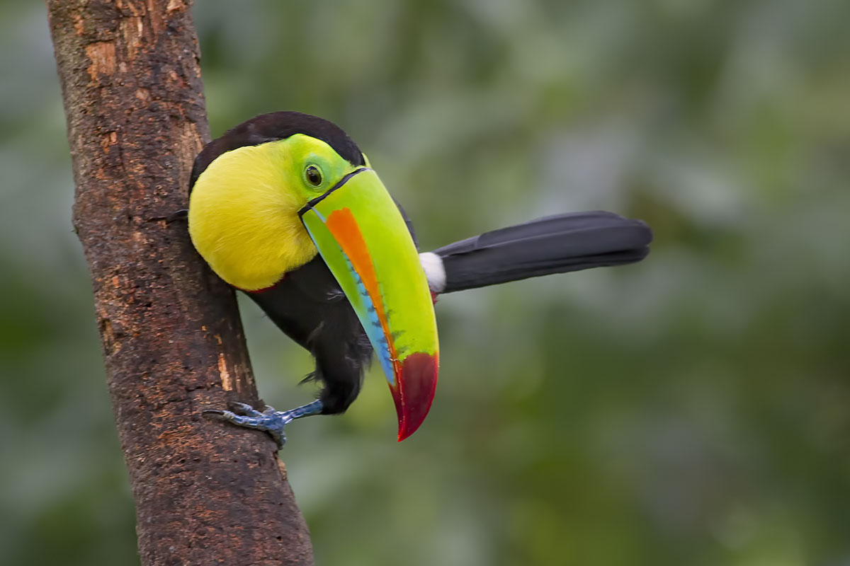 Keel-billed toucan