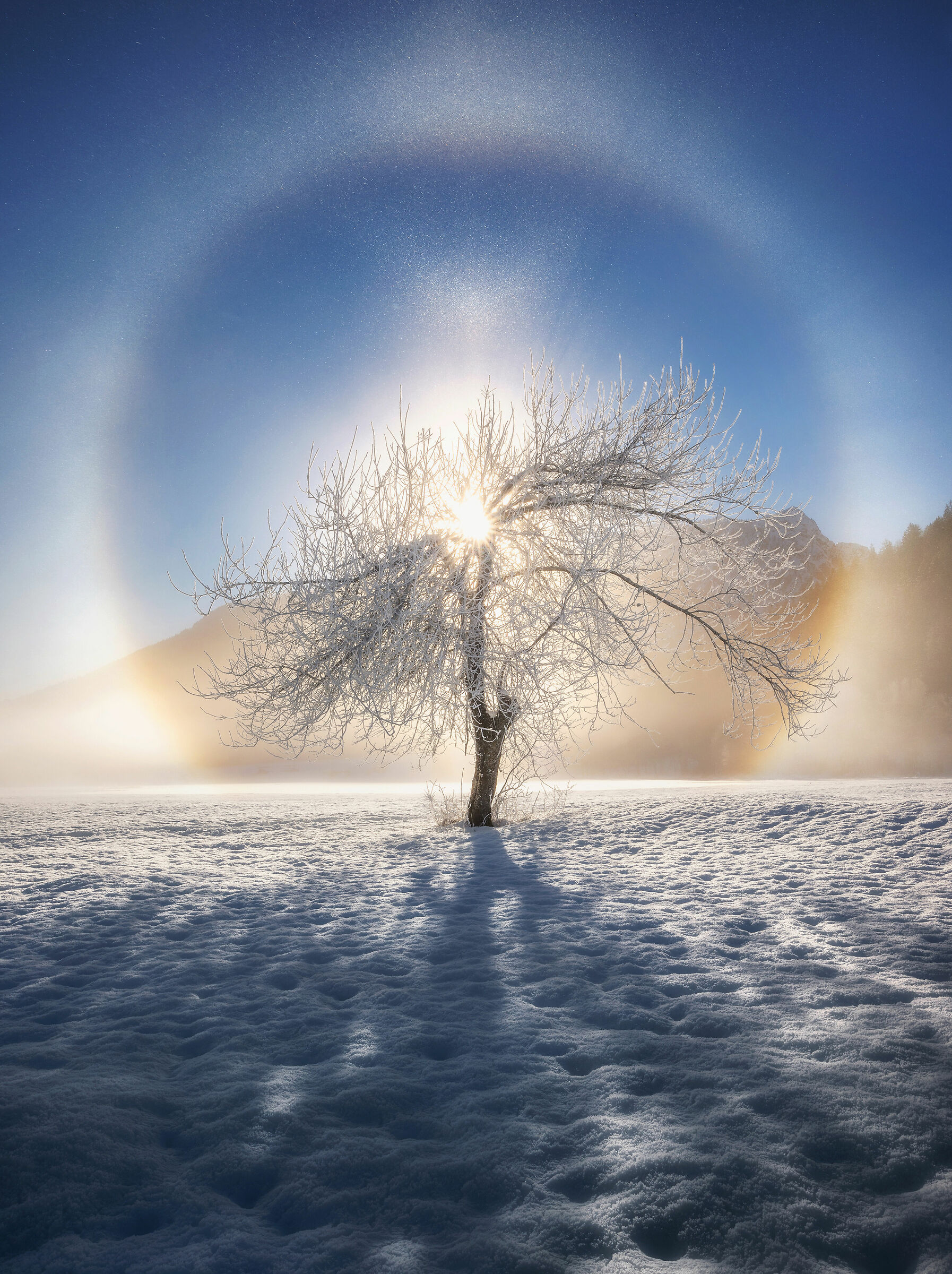 Frosty halo around the tree