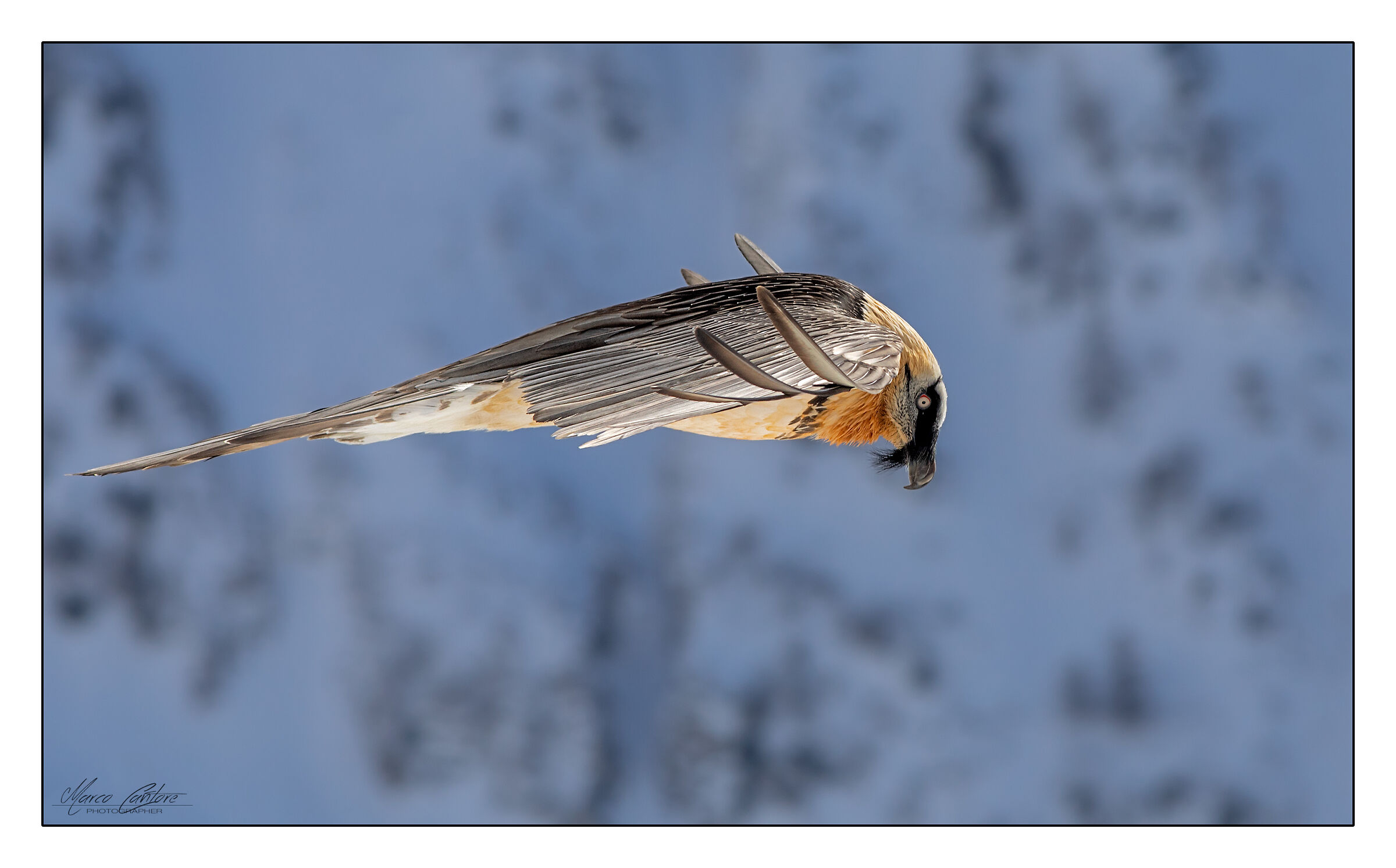 Bearded Vulture-Gypaetus barbatus