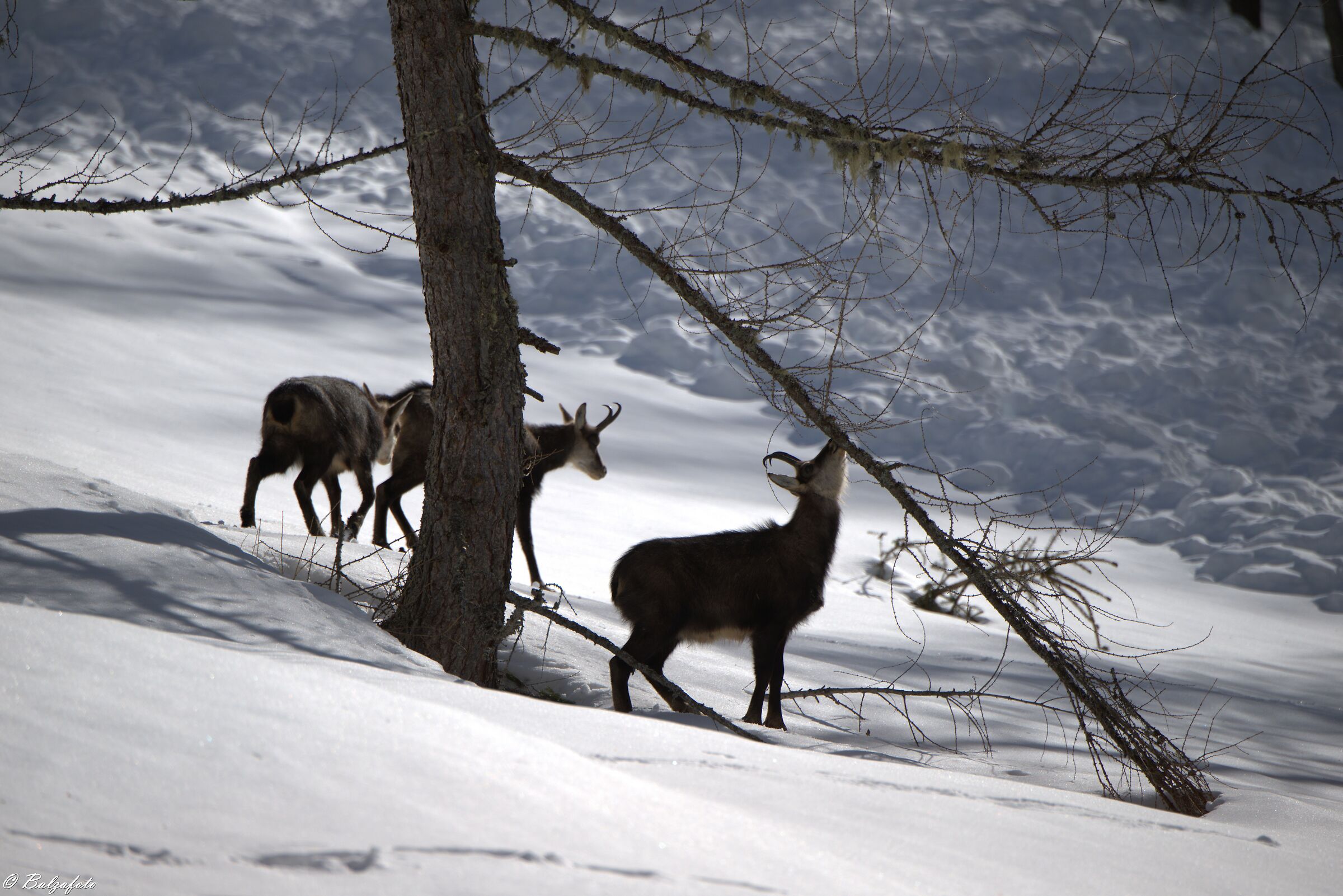 Group of Chamam at the end of winter