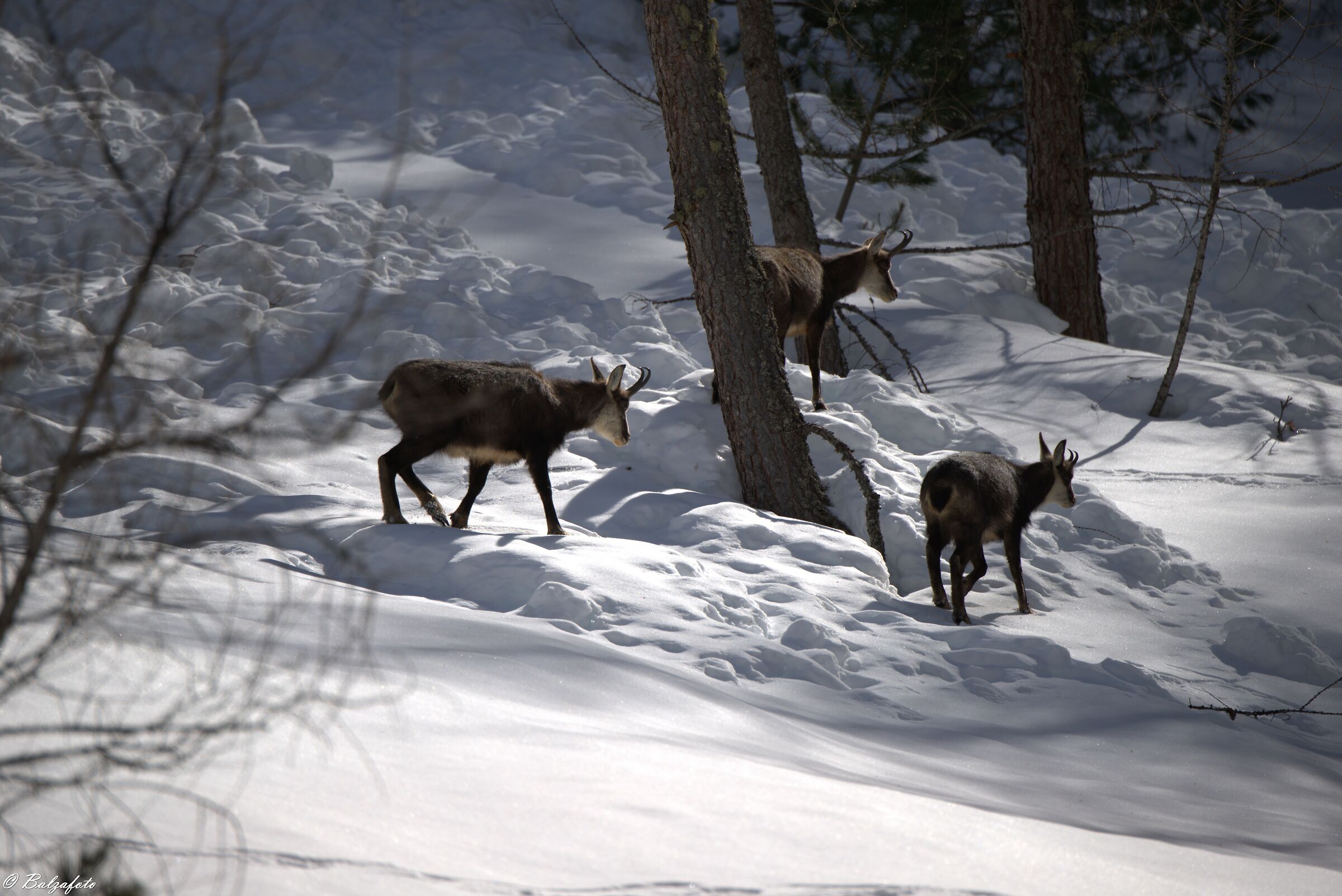 Group of Chambelin Crossing a avalanche