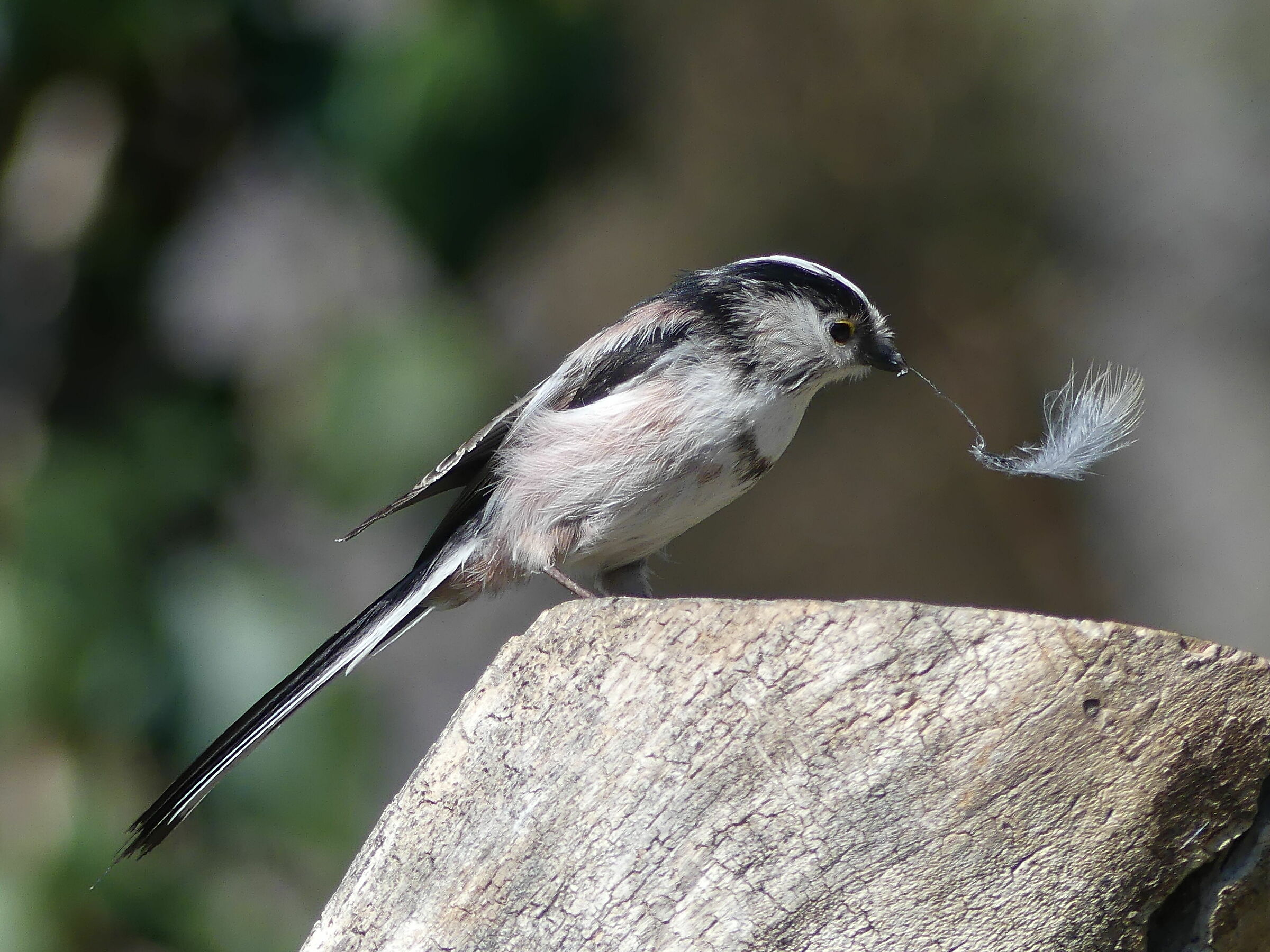'Sta piuma di chi è?